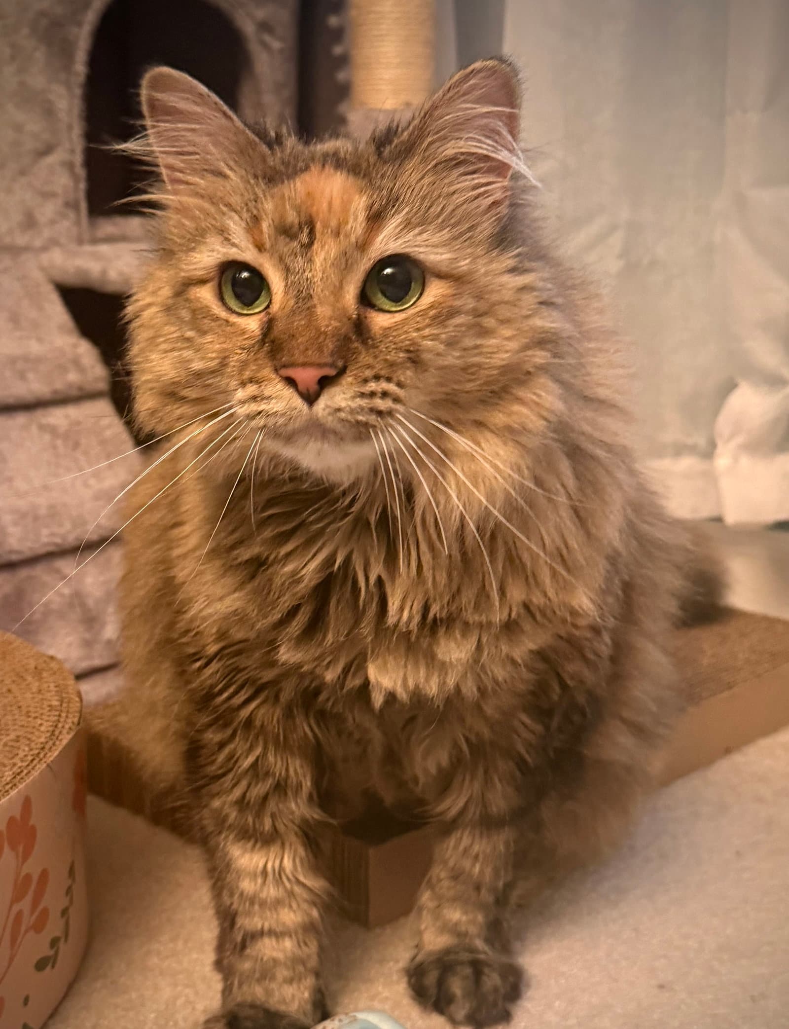 Willow