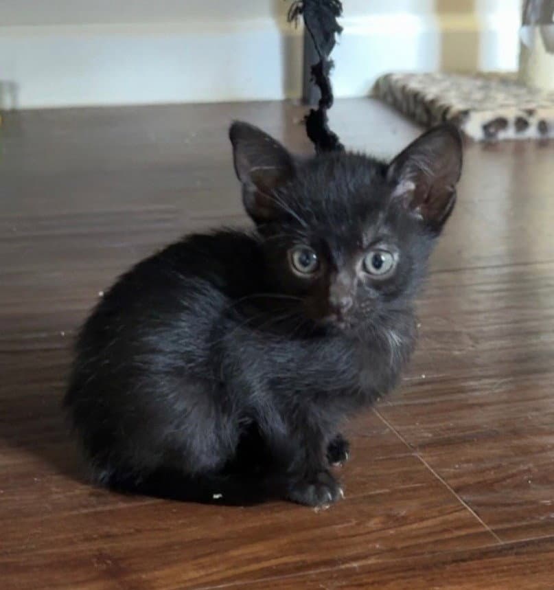 Catbat