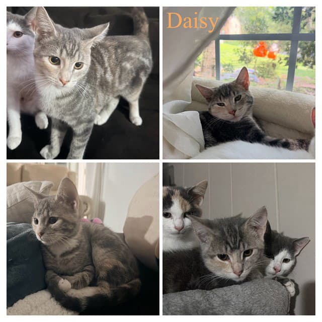 Daisy