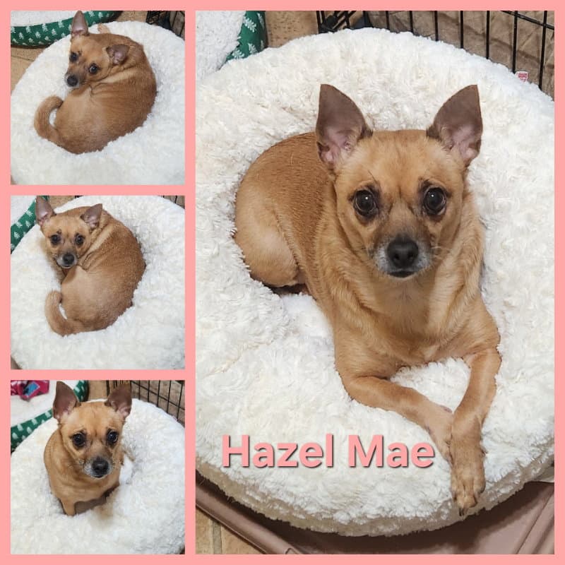 Hazel Mae