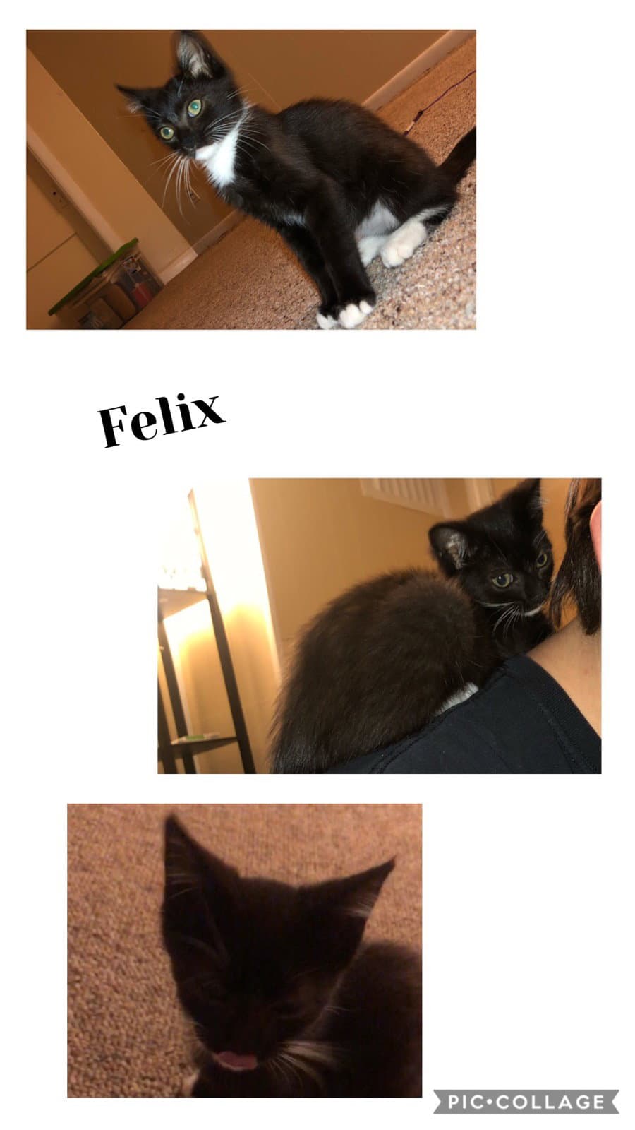 Felix