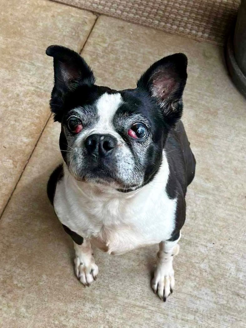 Raleigh (Forever Foster)