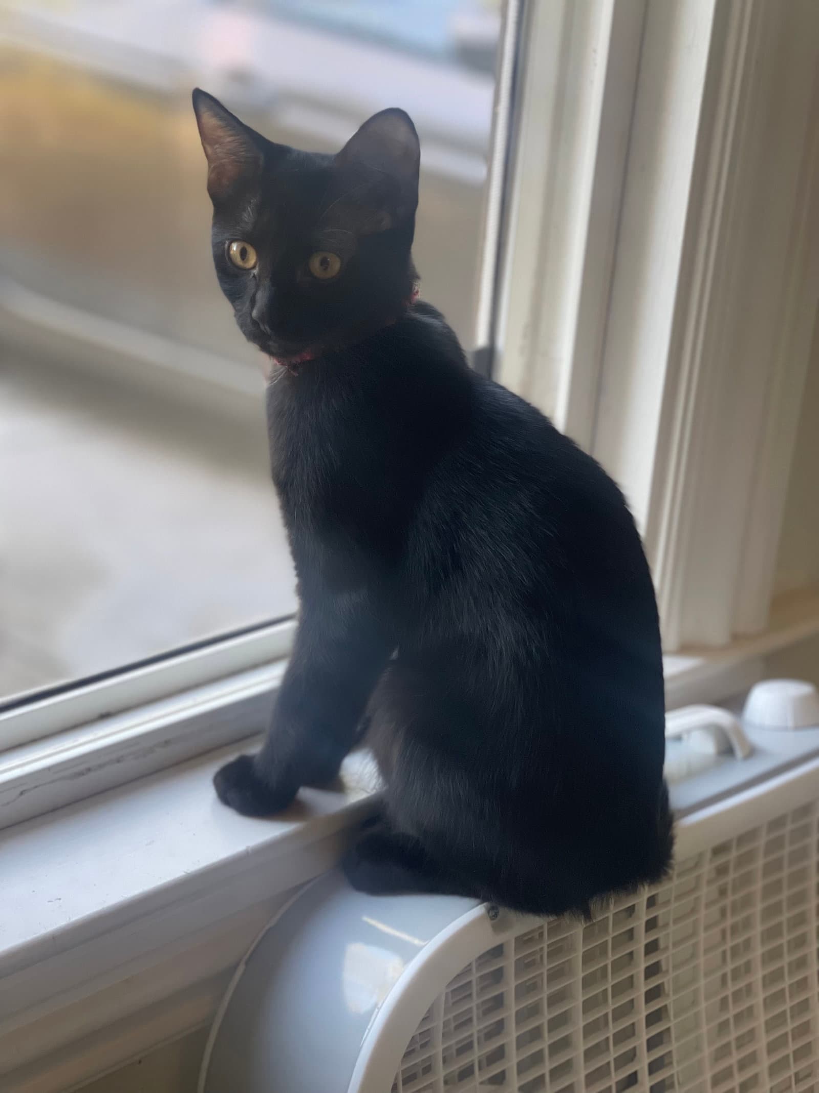 Miss Panther