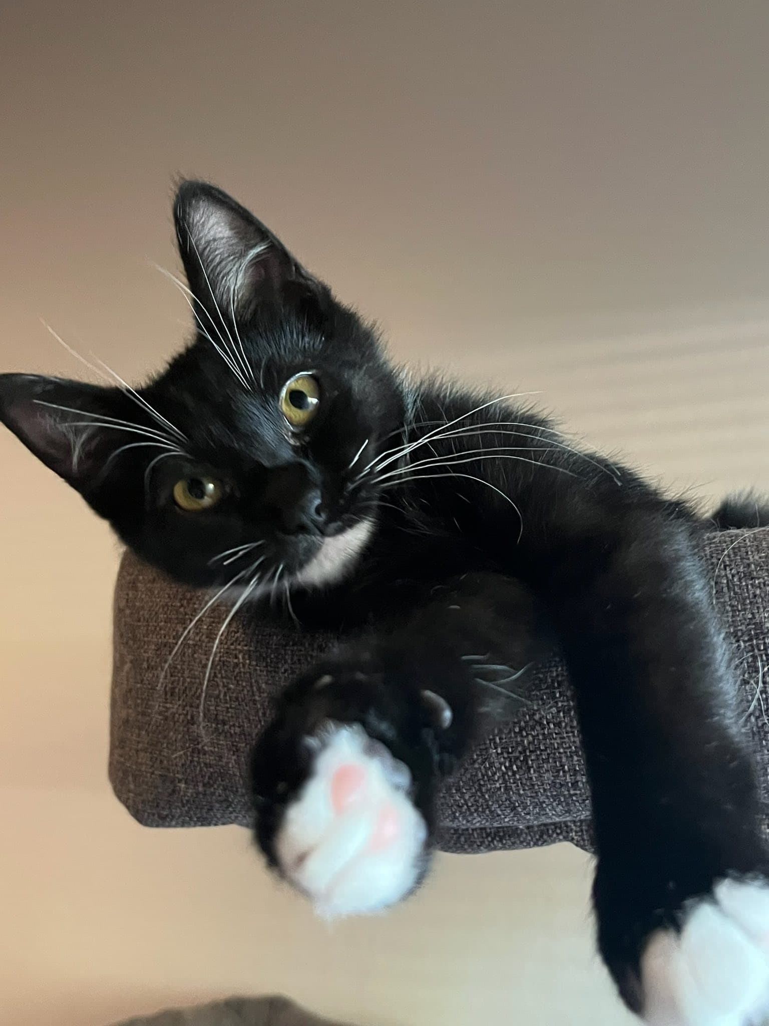 Koda