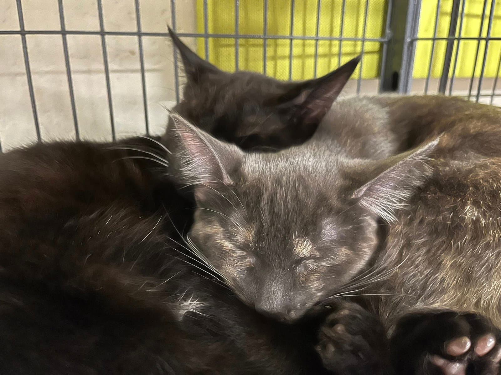 Ember (and Coal)