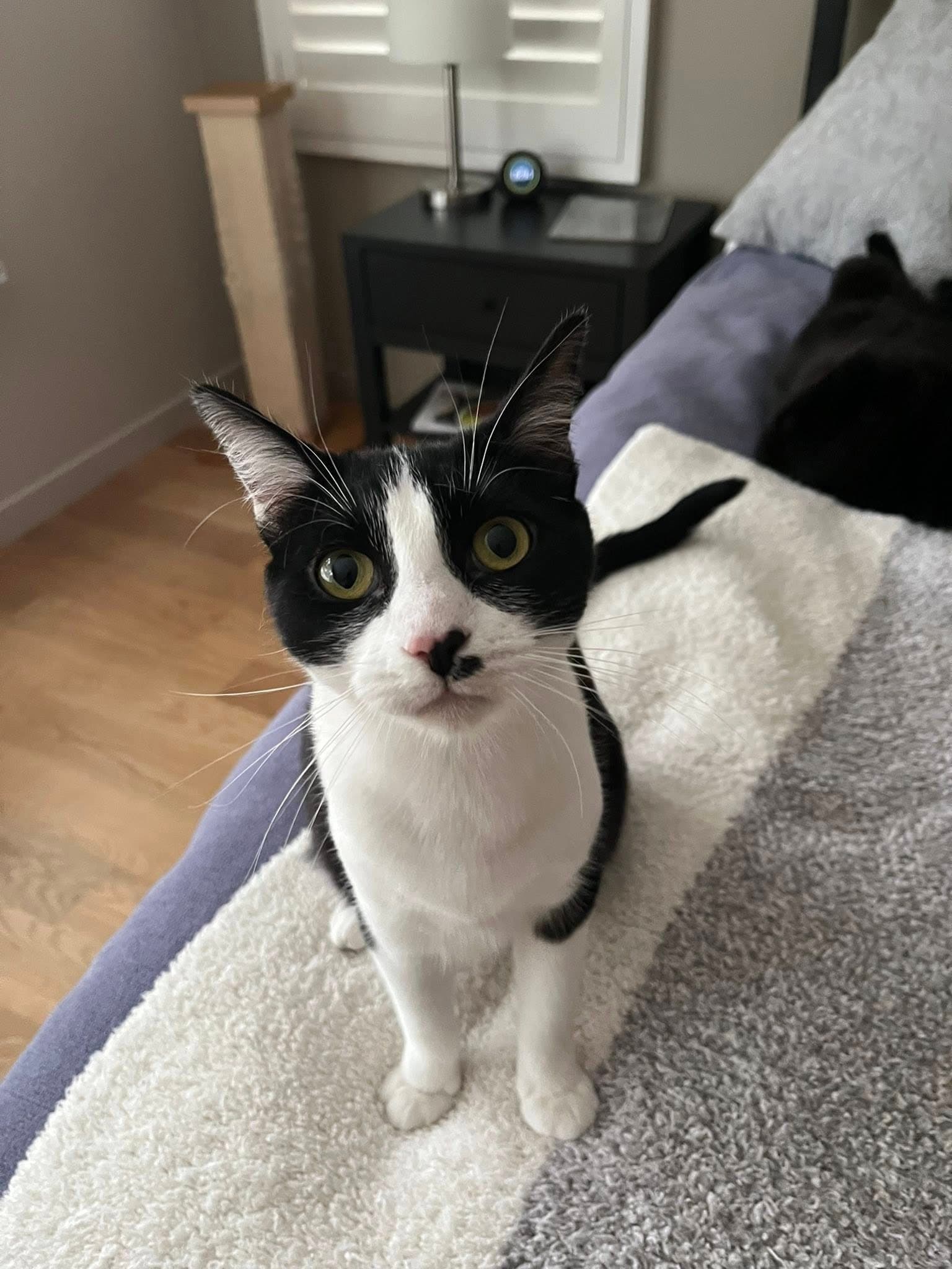 Stella