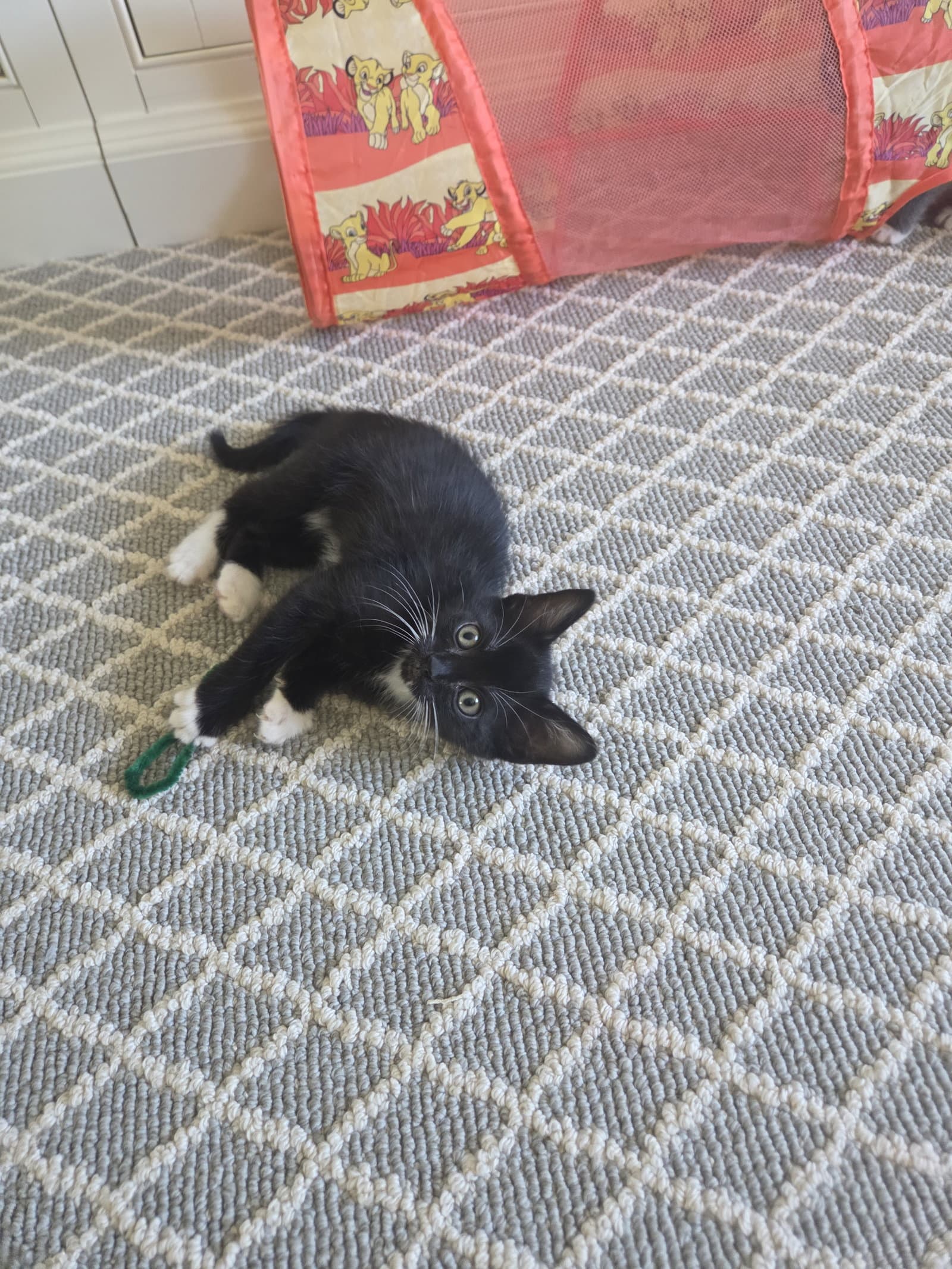Tux, Stash, Tippy