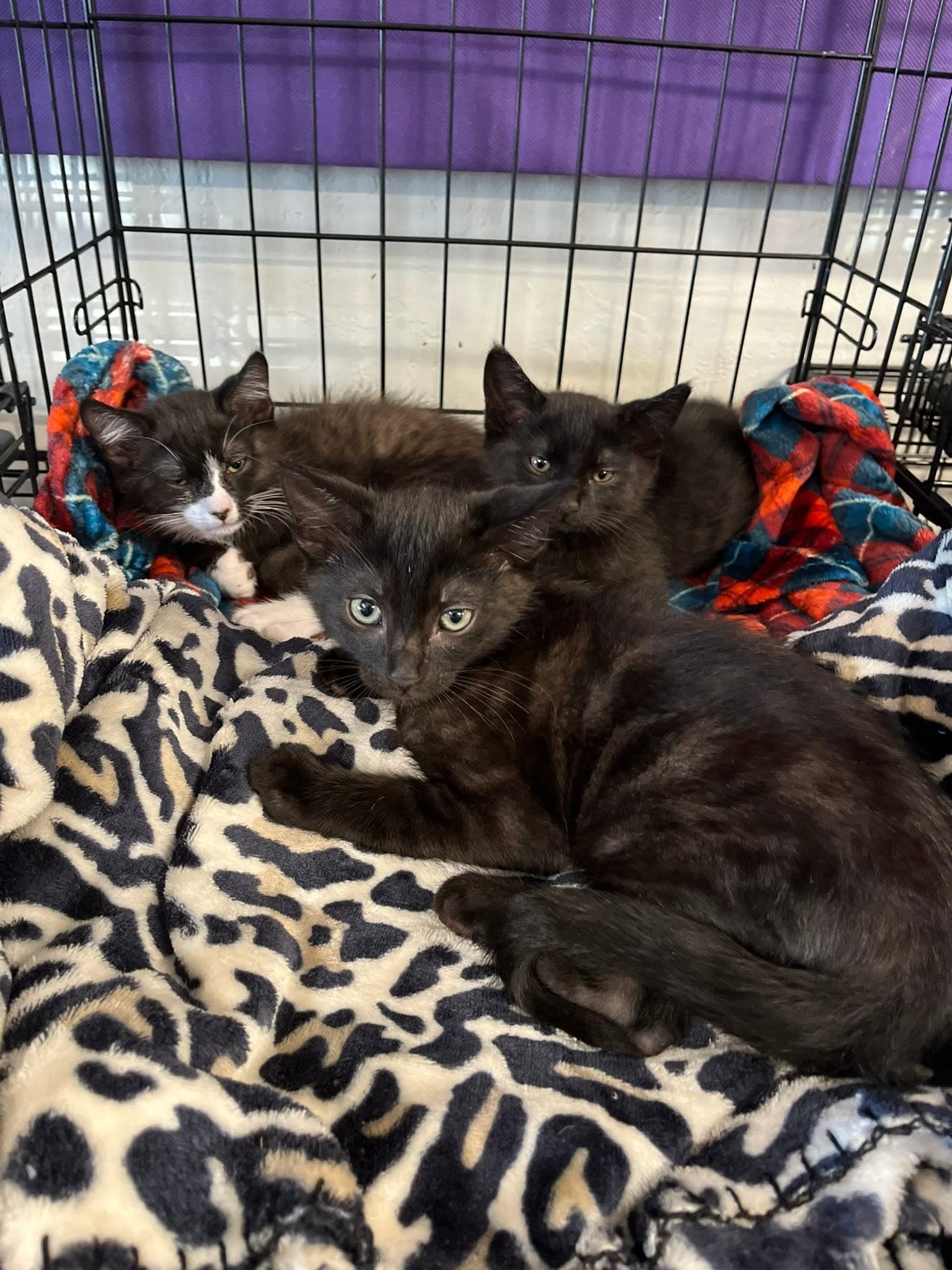 Bart, Siddhartha, Gordon, mom cat Flo