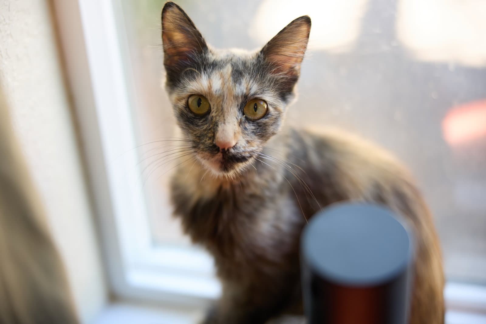 Hazel