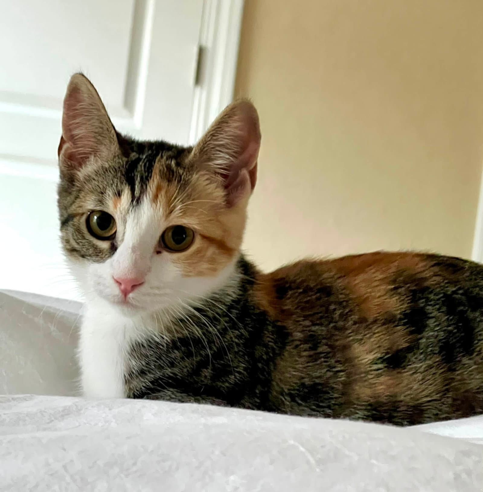 Lily (and Jett)