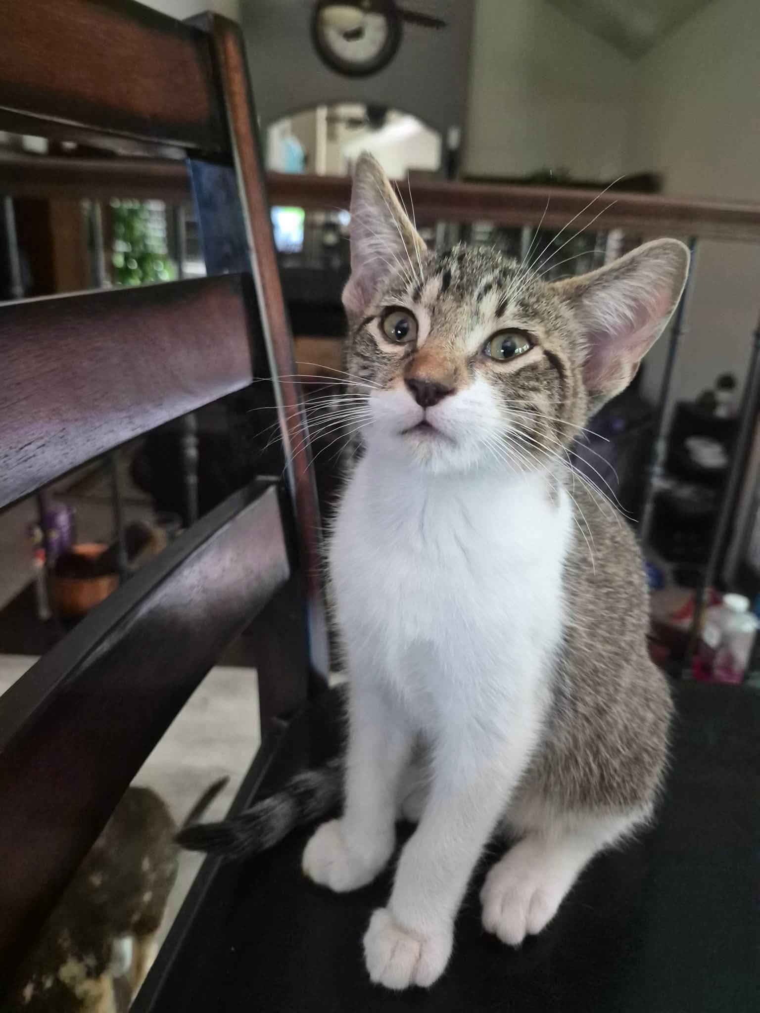 Gizmo