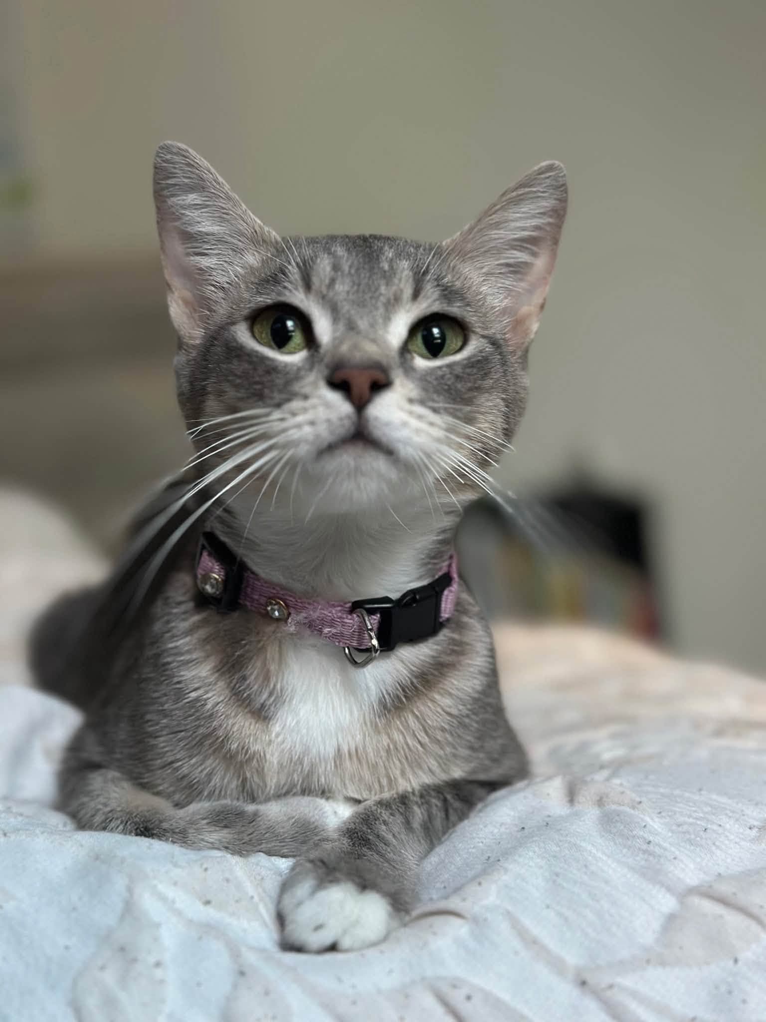 Ember