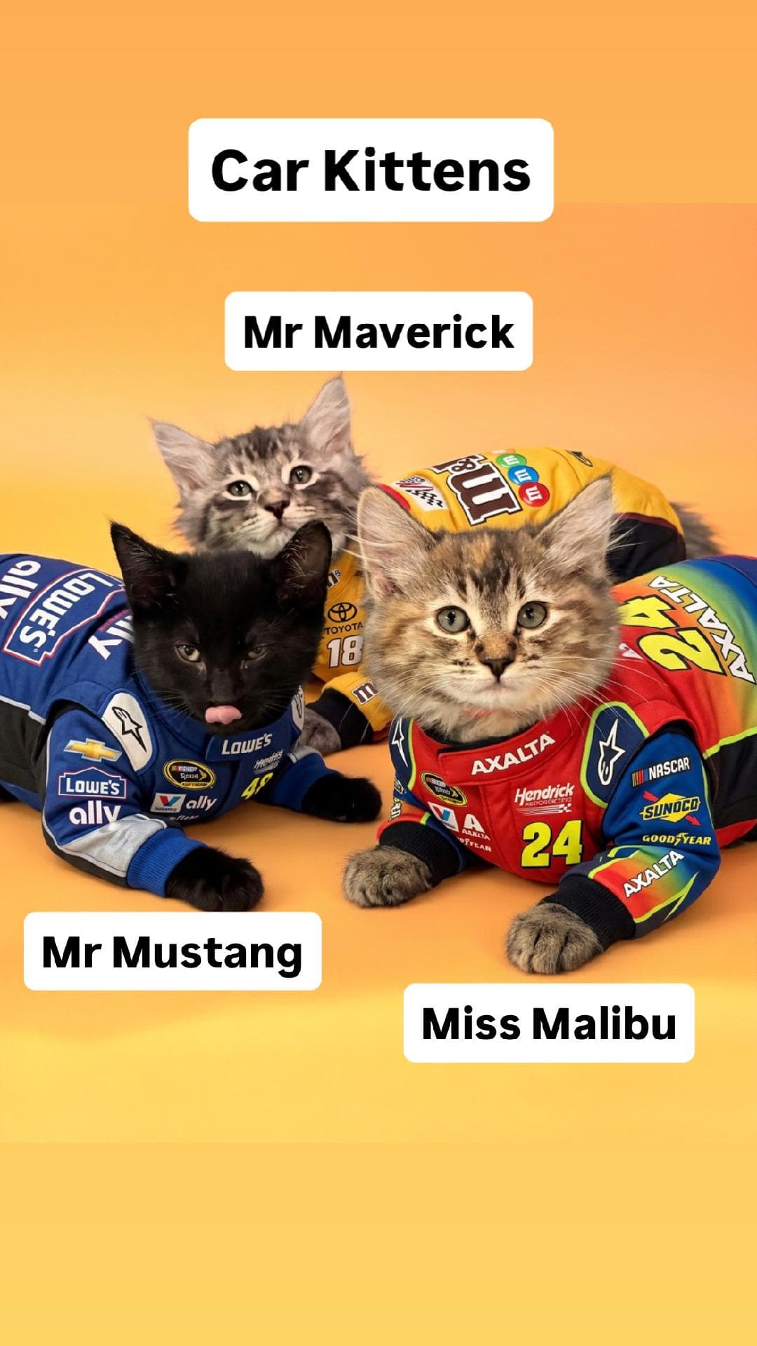 Mr and Miss Car Kittens at Martinez PFE 10/10