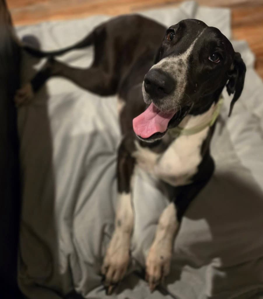 Phoebe