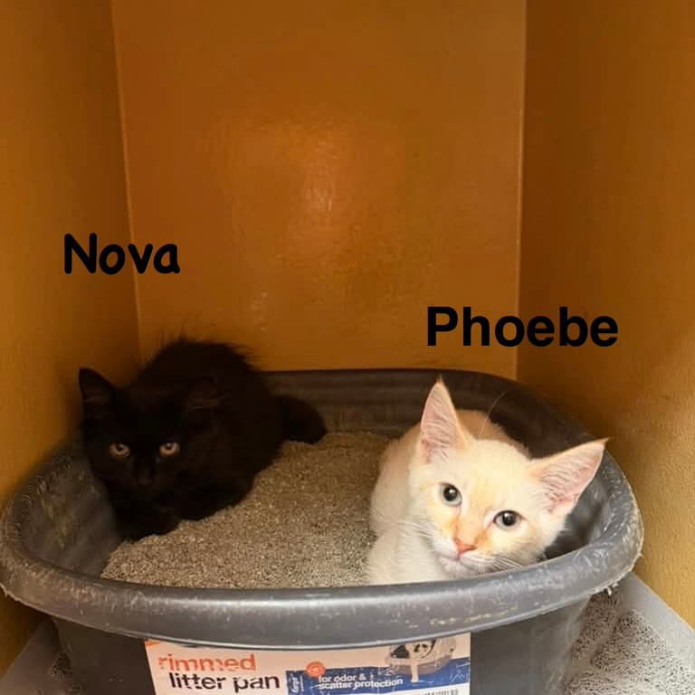 Phoebe