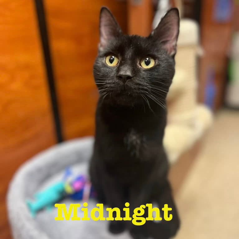 Midnight