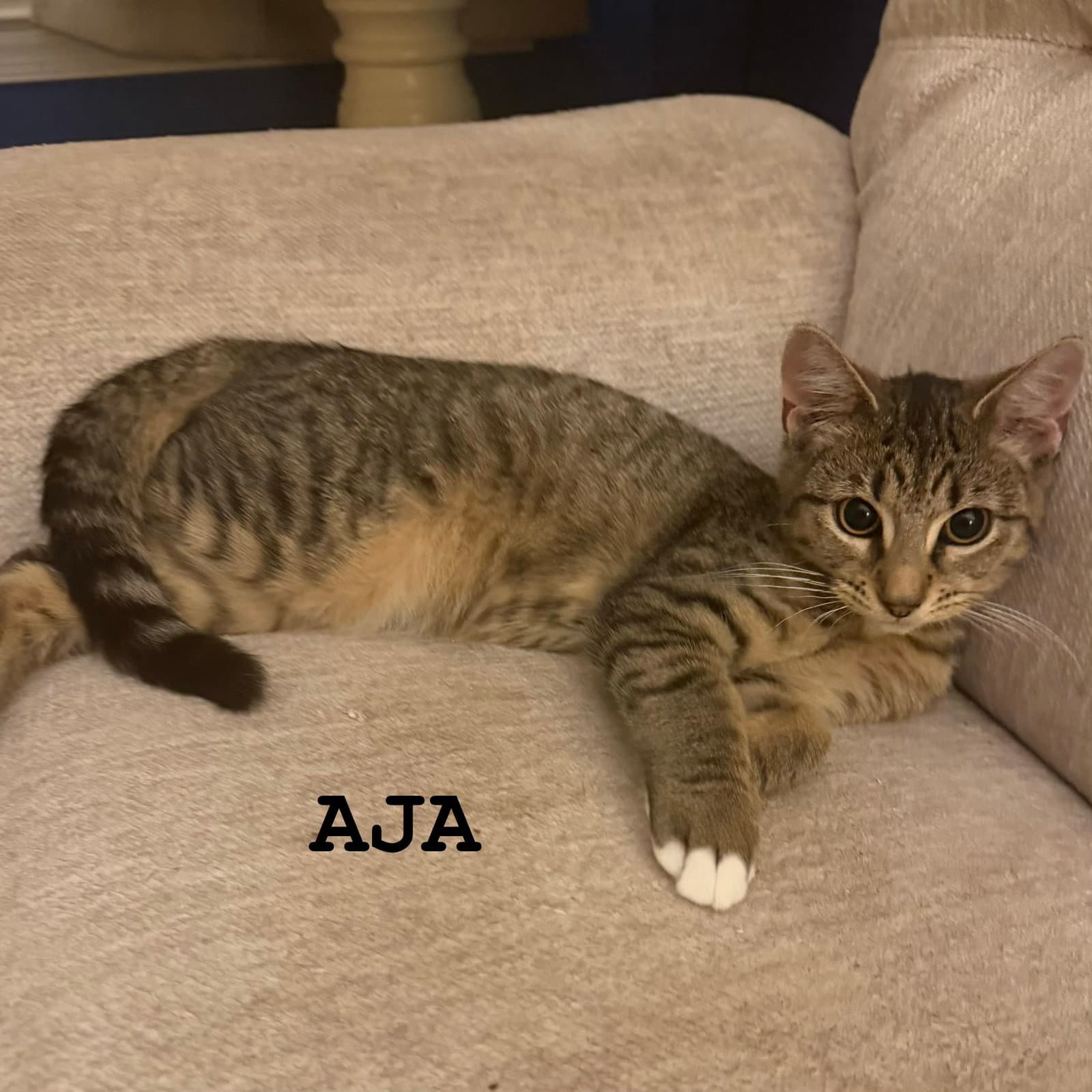 Aja