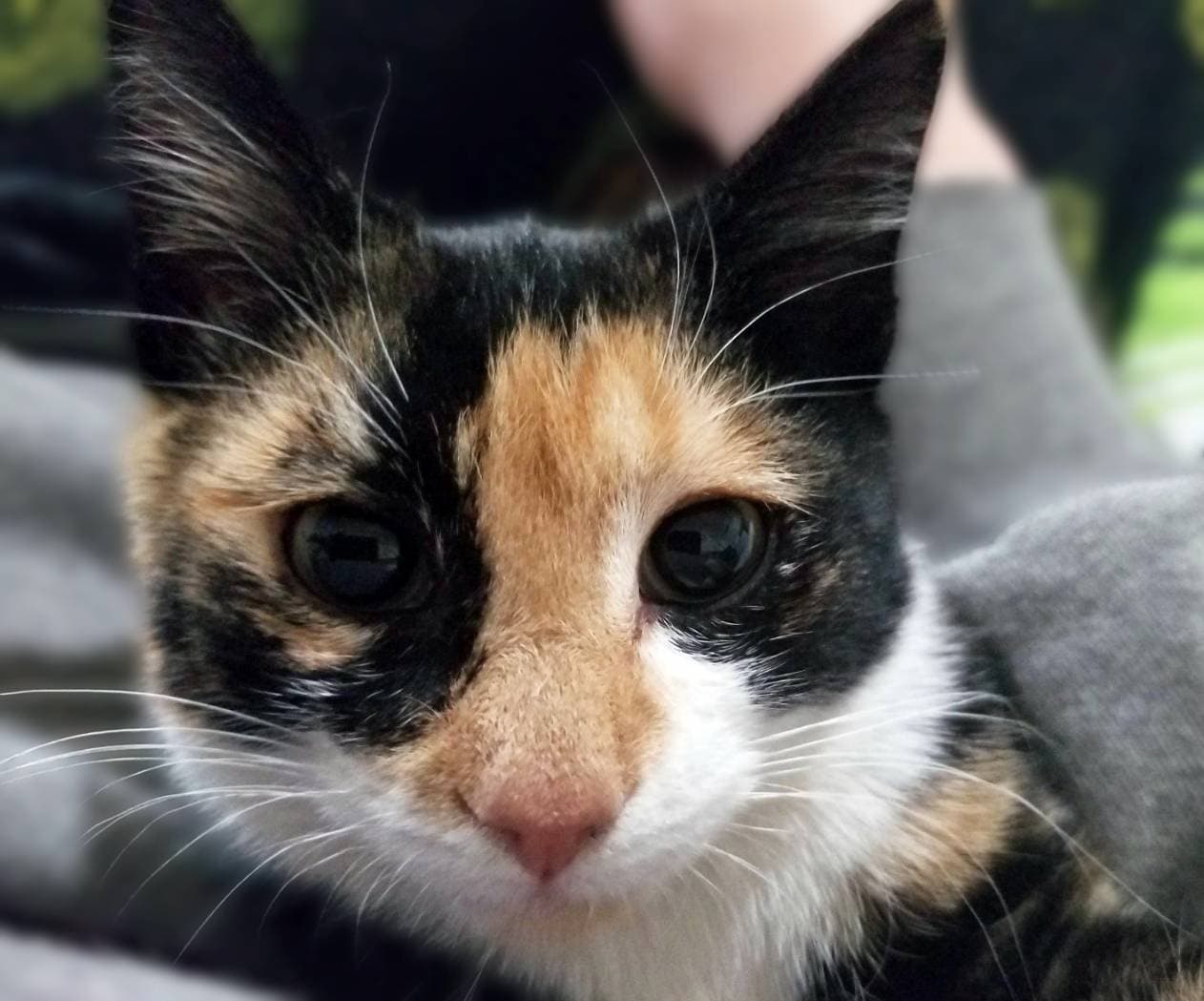 Skitzer (shy girl)
