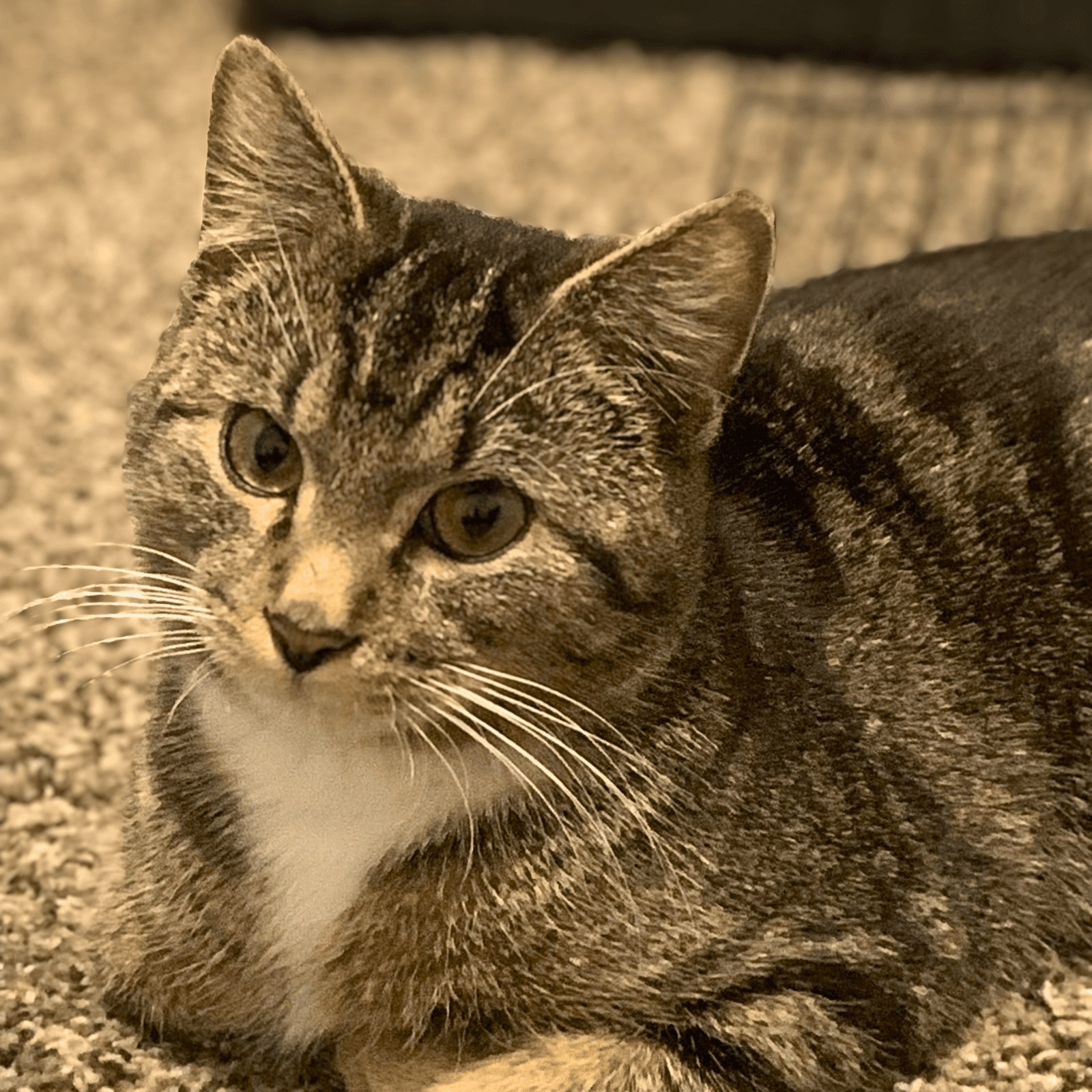 Leo