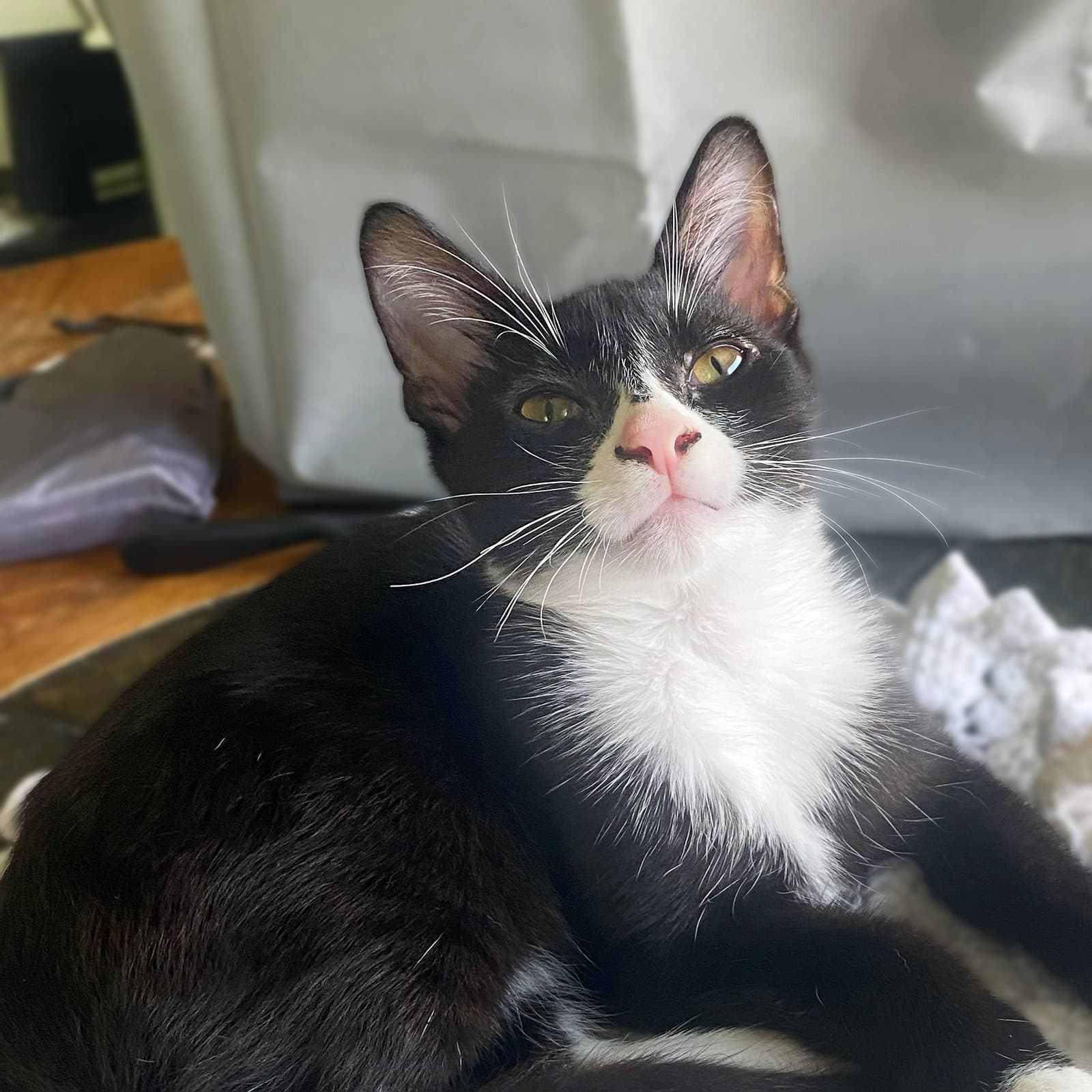 Pimento (sweet and petite fella)