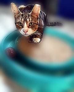Flossie
