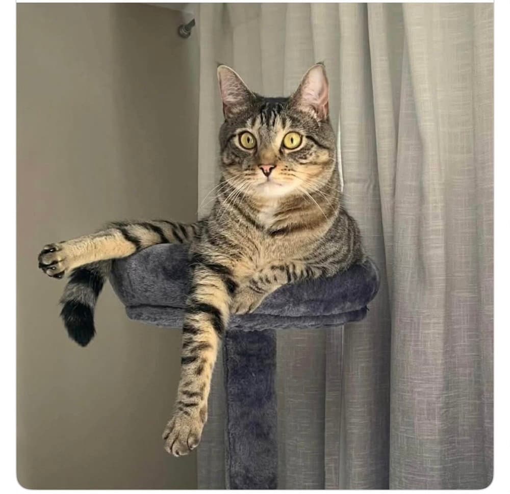 Loki ** Courtesy Post