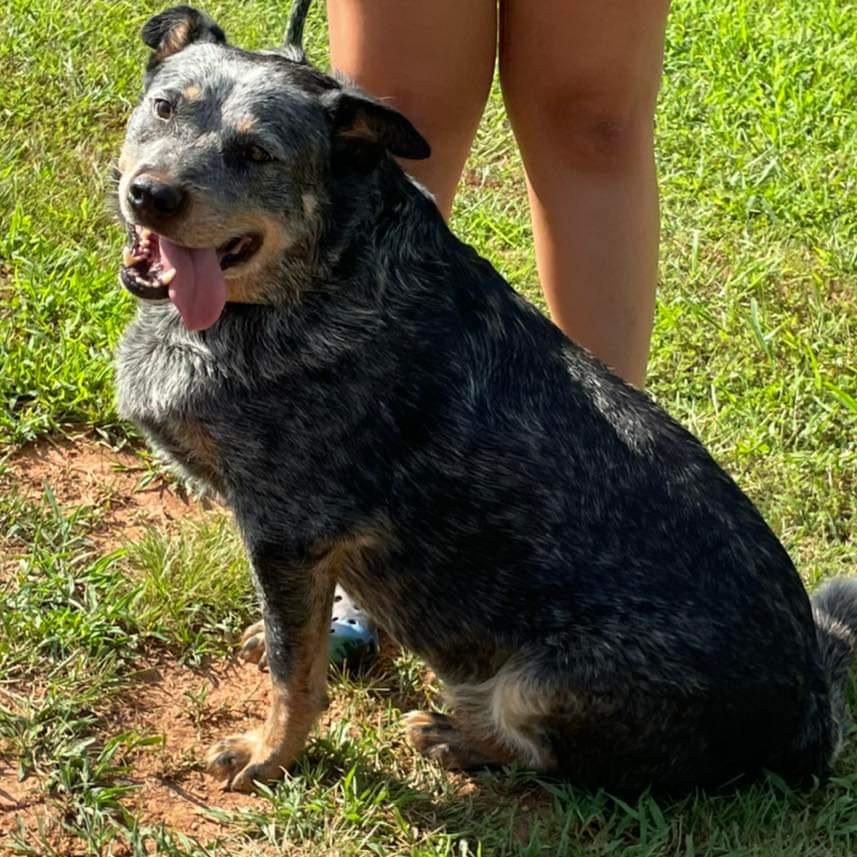 Hale (Old Man): Sponsored: Not at shelter (Stacey)
