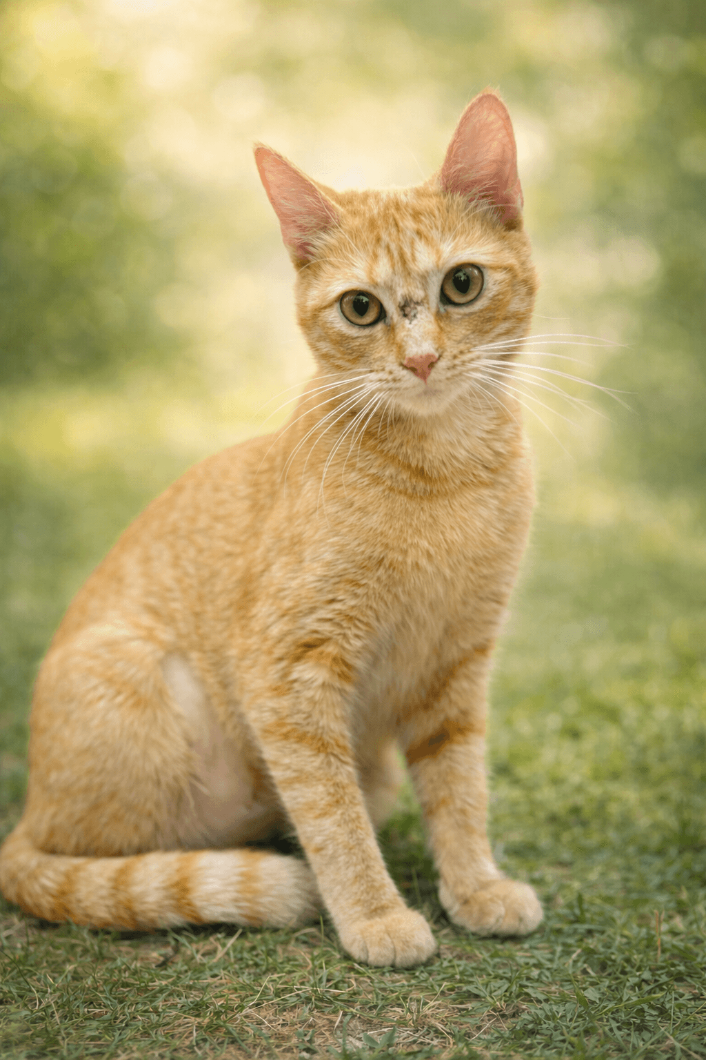 Sissy: Not at Shelter (Maia)