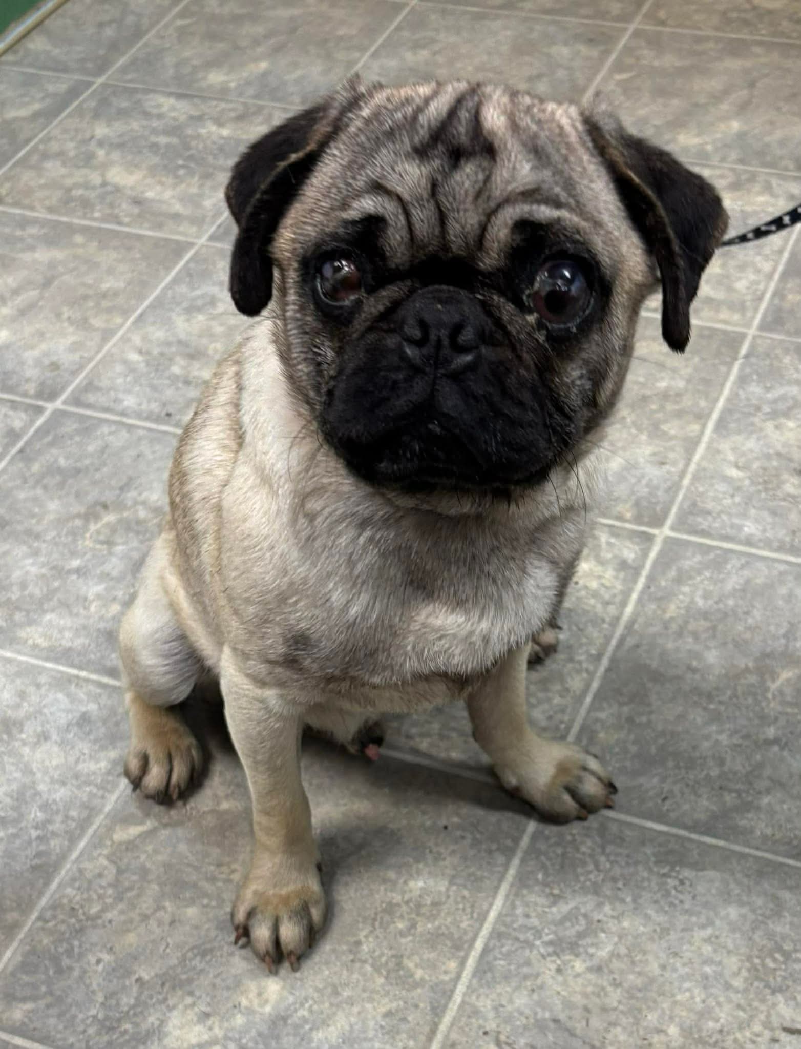 Pugsley: Not At shelter (Glenn)