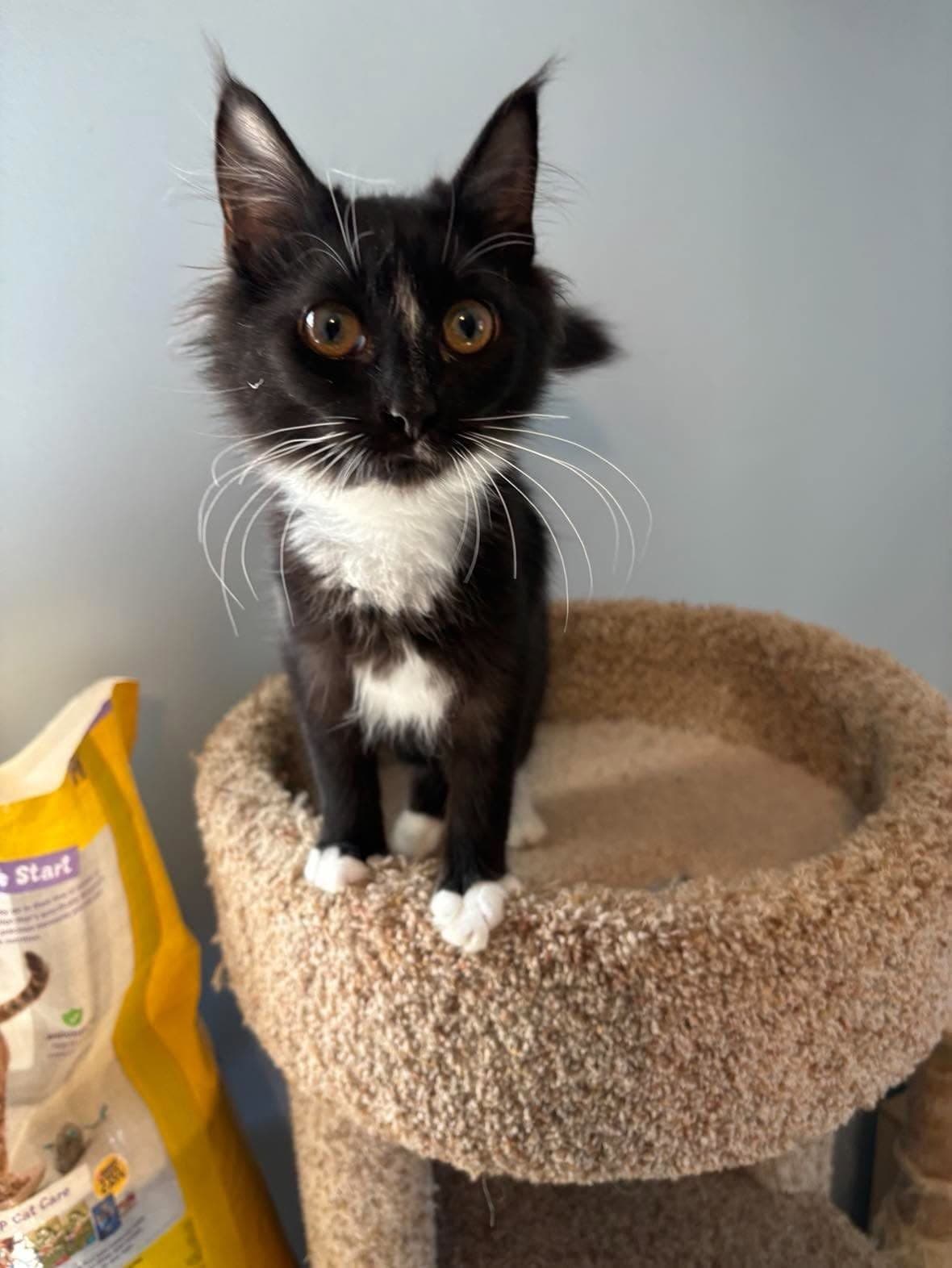 Flossie Flanders - Not at shelter (Kristy)