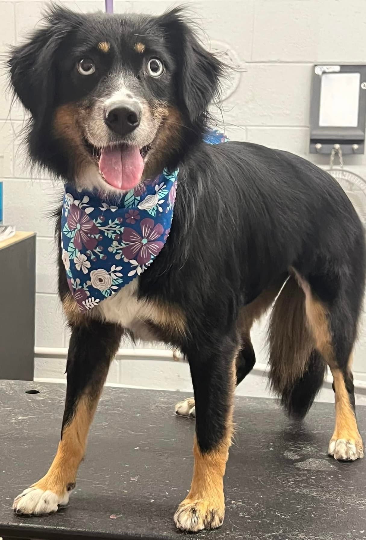 Sybbie aka Sybil: Not at shelter (Kendra)