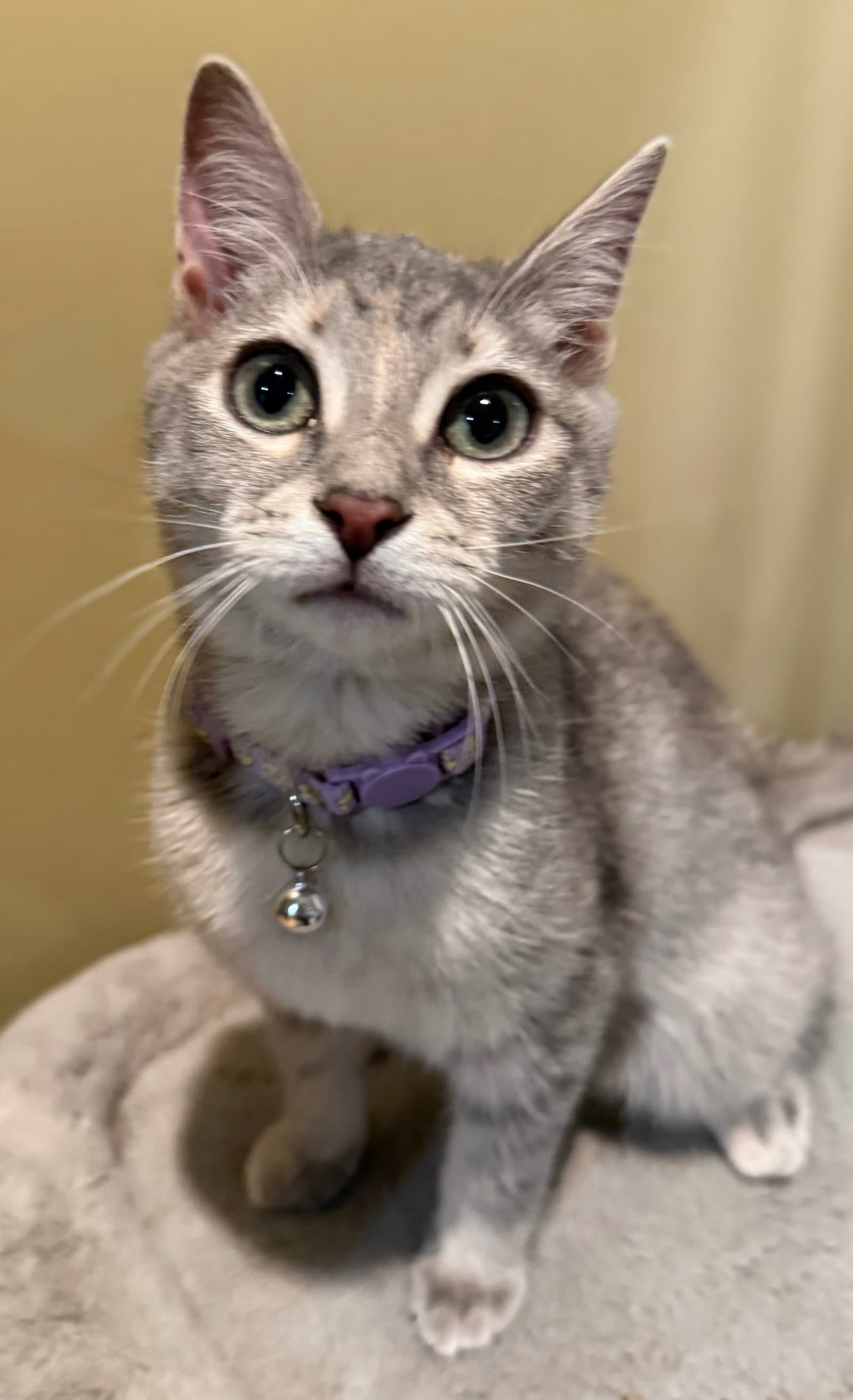 BBQ Not at the shelter (Faith)