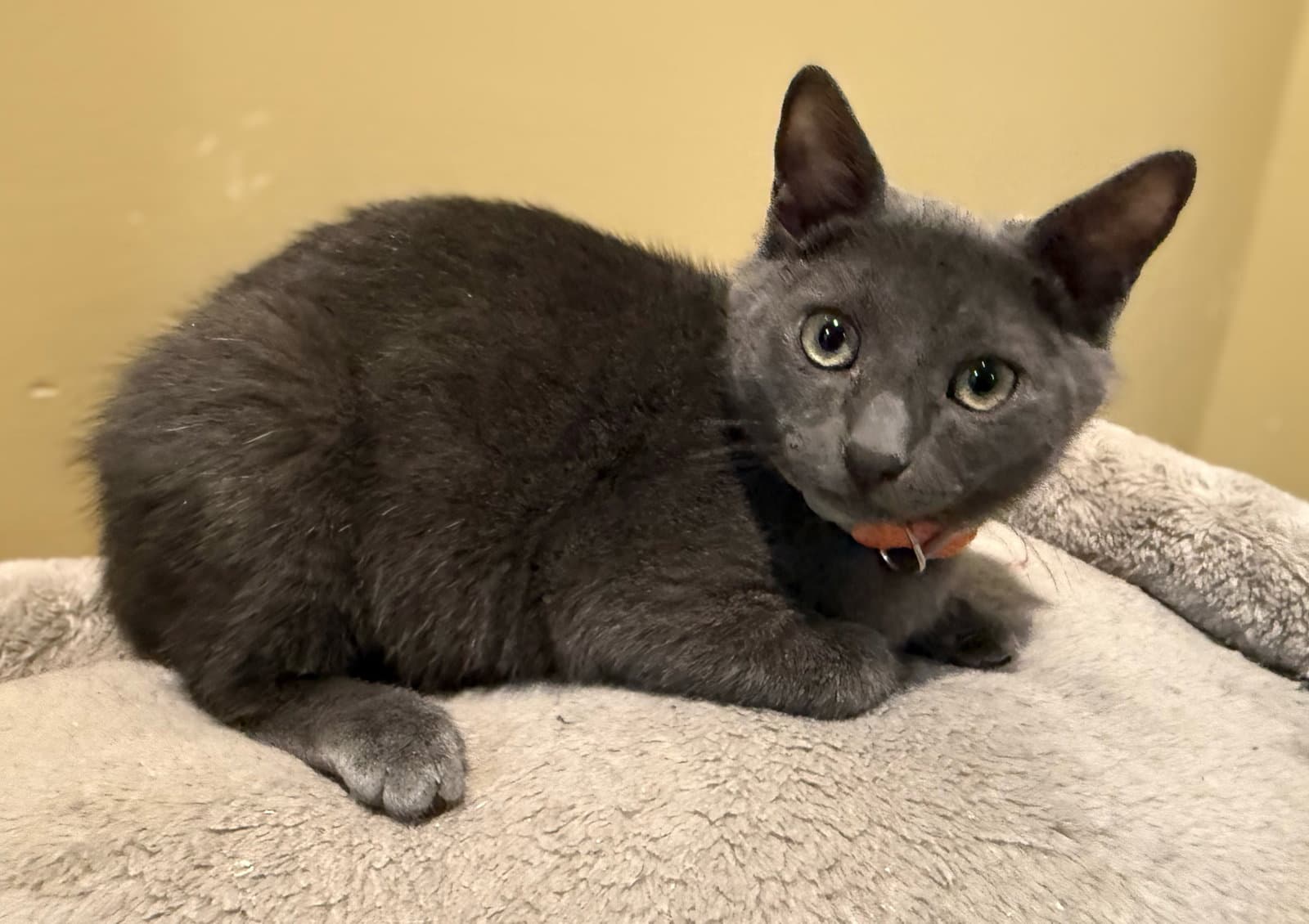 Charcoal not at the Shelter (Faith)