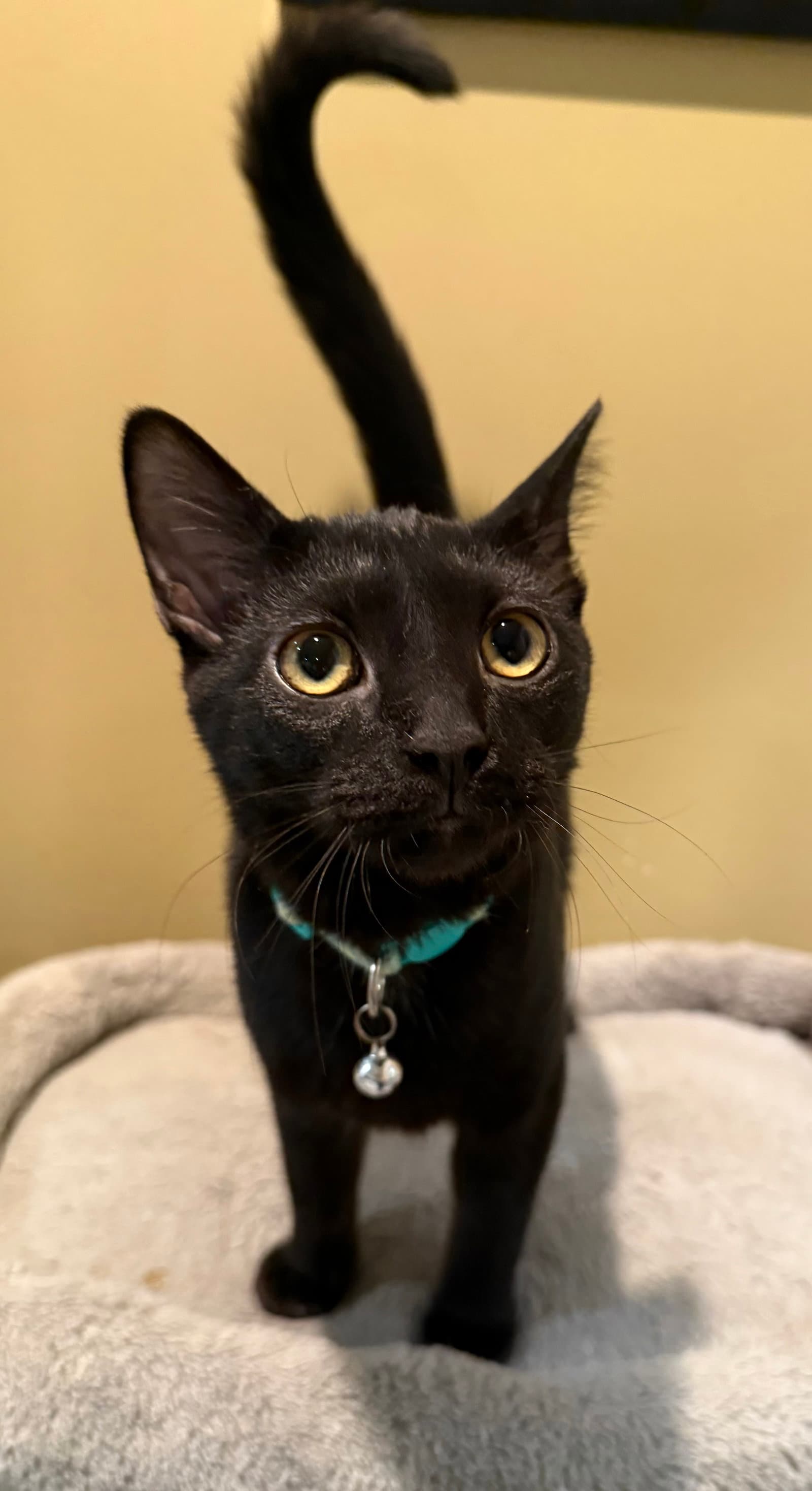 Frankenstein not at the shelter (Faith)