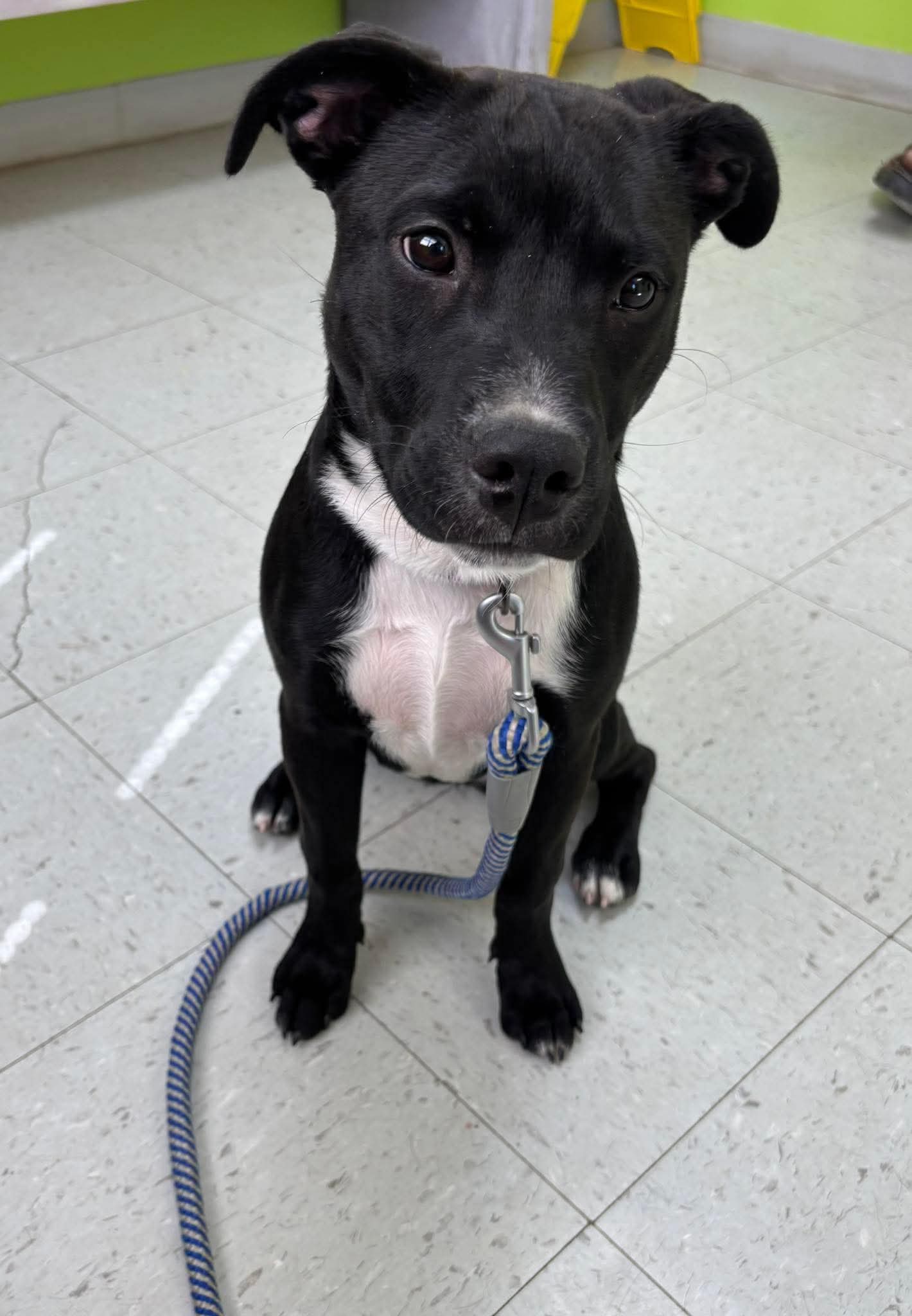 Chicken Nugget: Not at shelter (Kristi B)