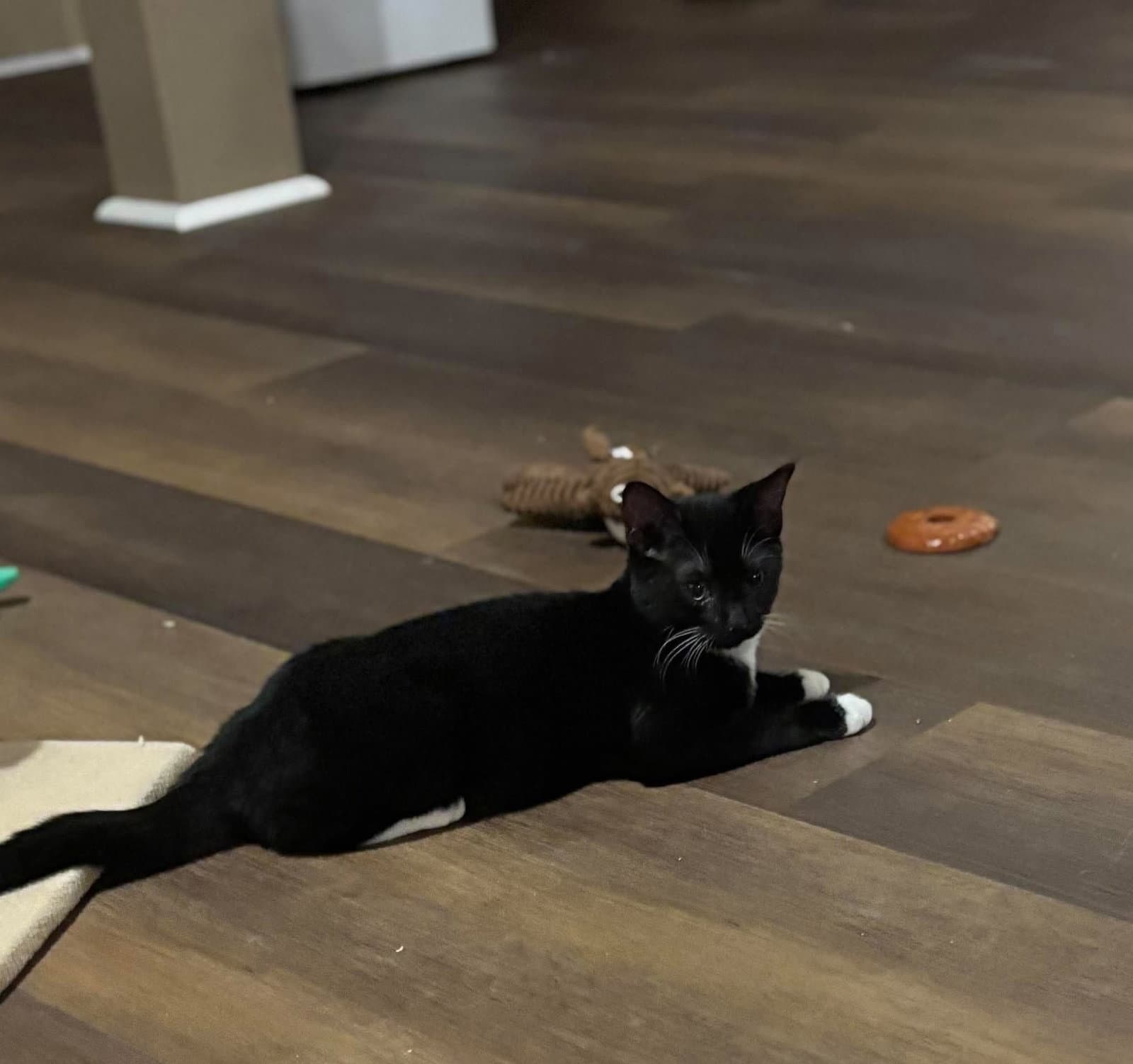 Espresso - Not at shelter (Kristy)