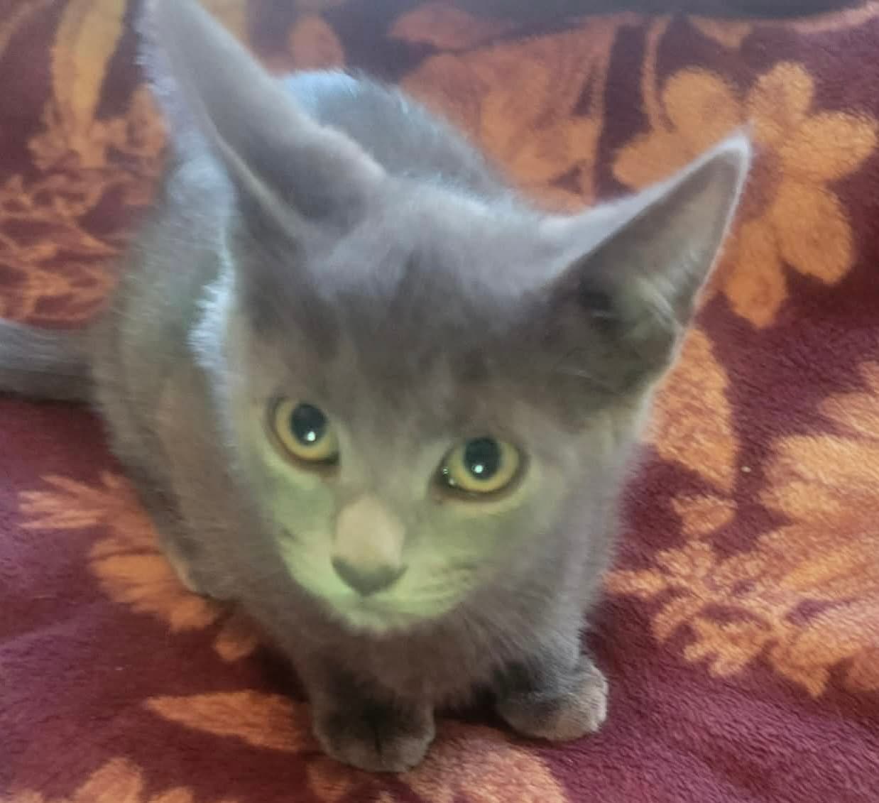 Opportunity: Not at the Shelter (Shannon)