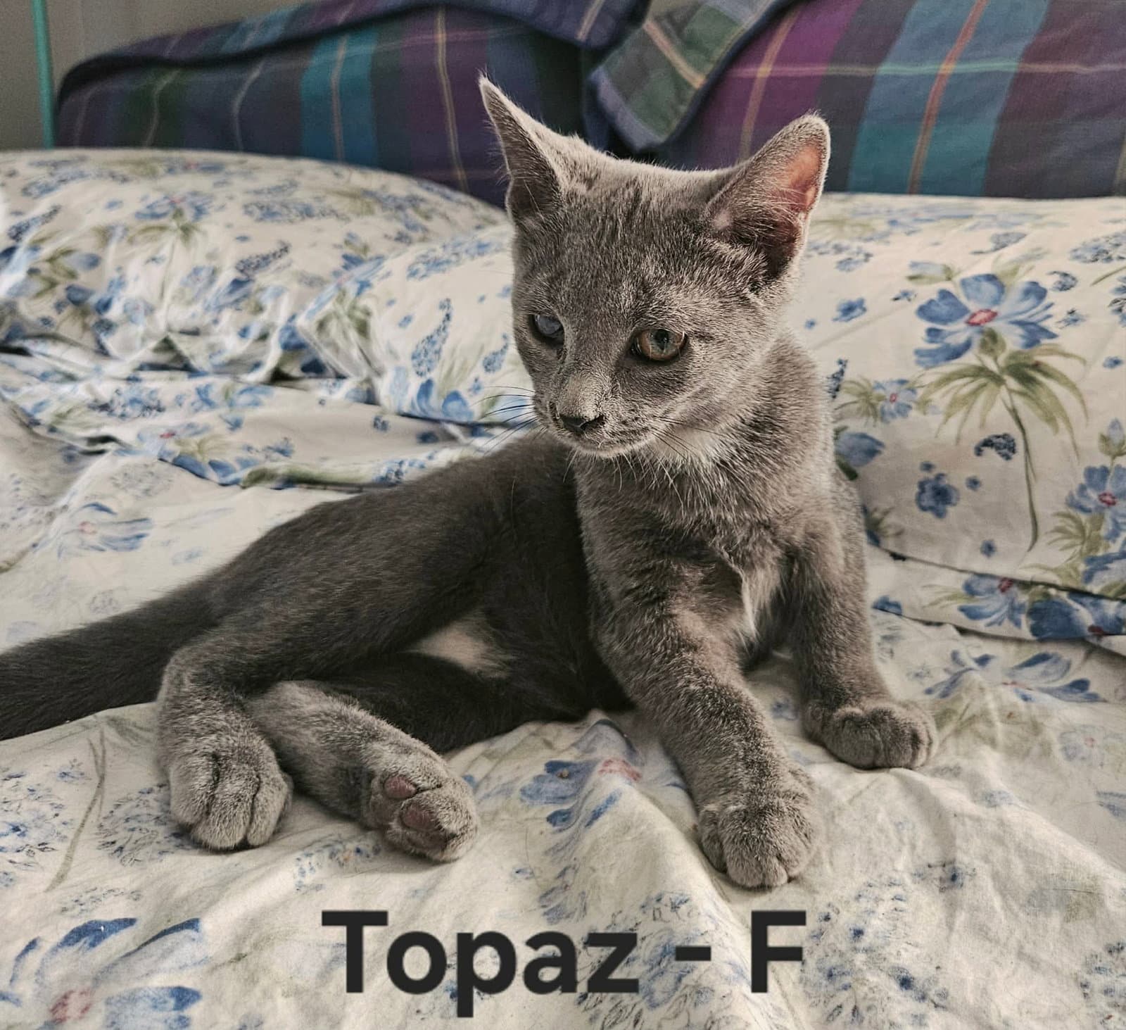 Topaz - Not at shelter (Kendra)