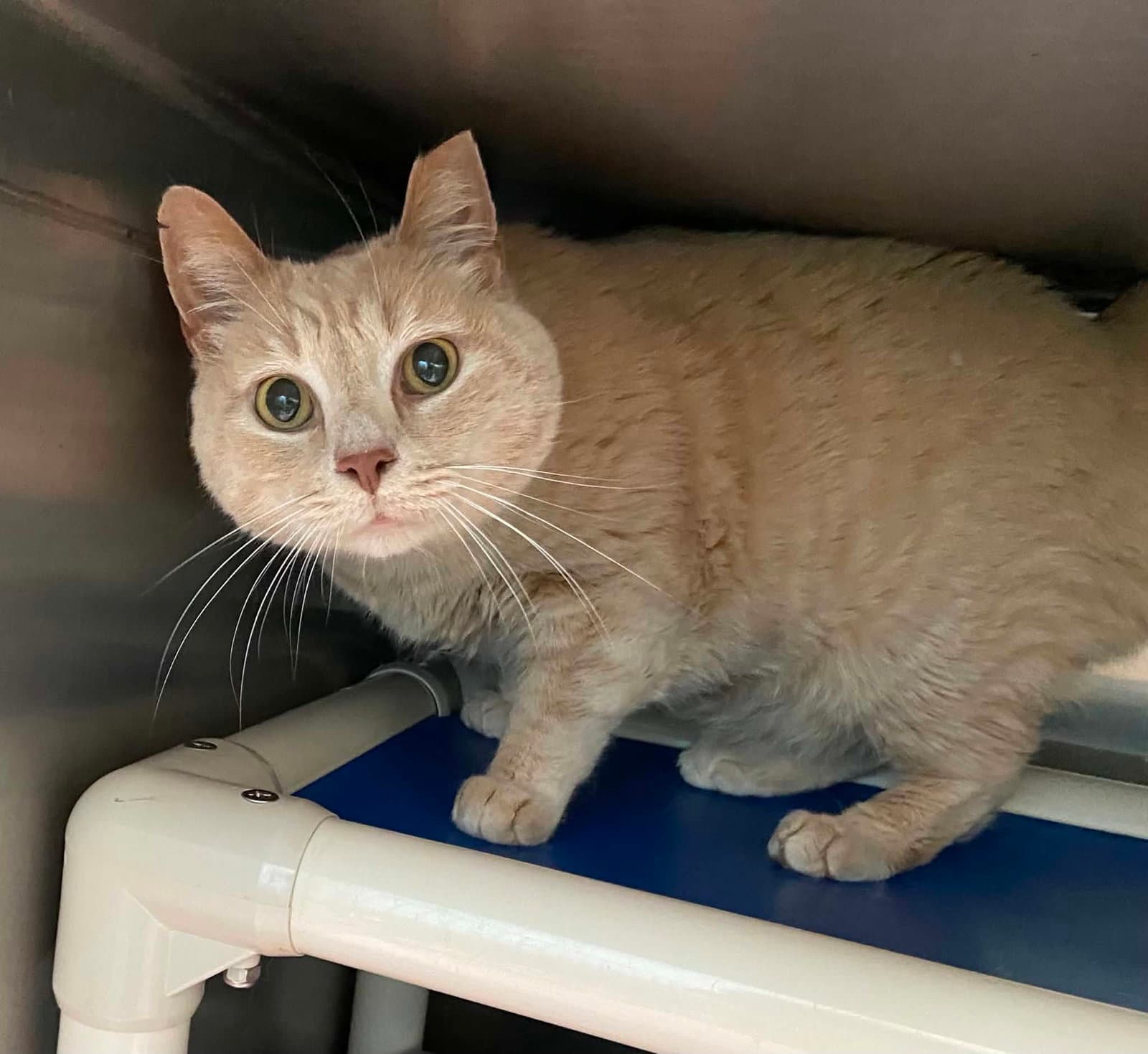 Pumpkin - Not at shelter (Anne)