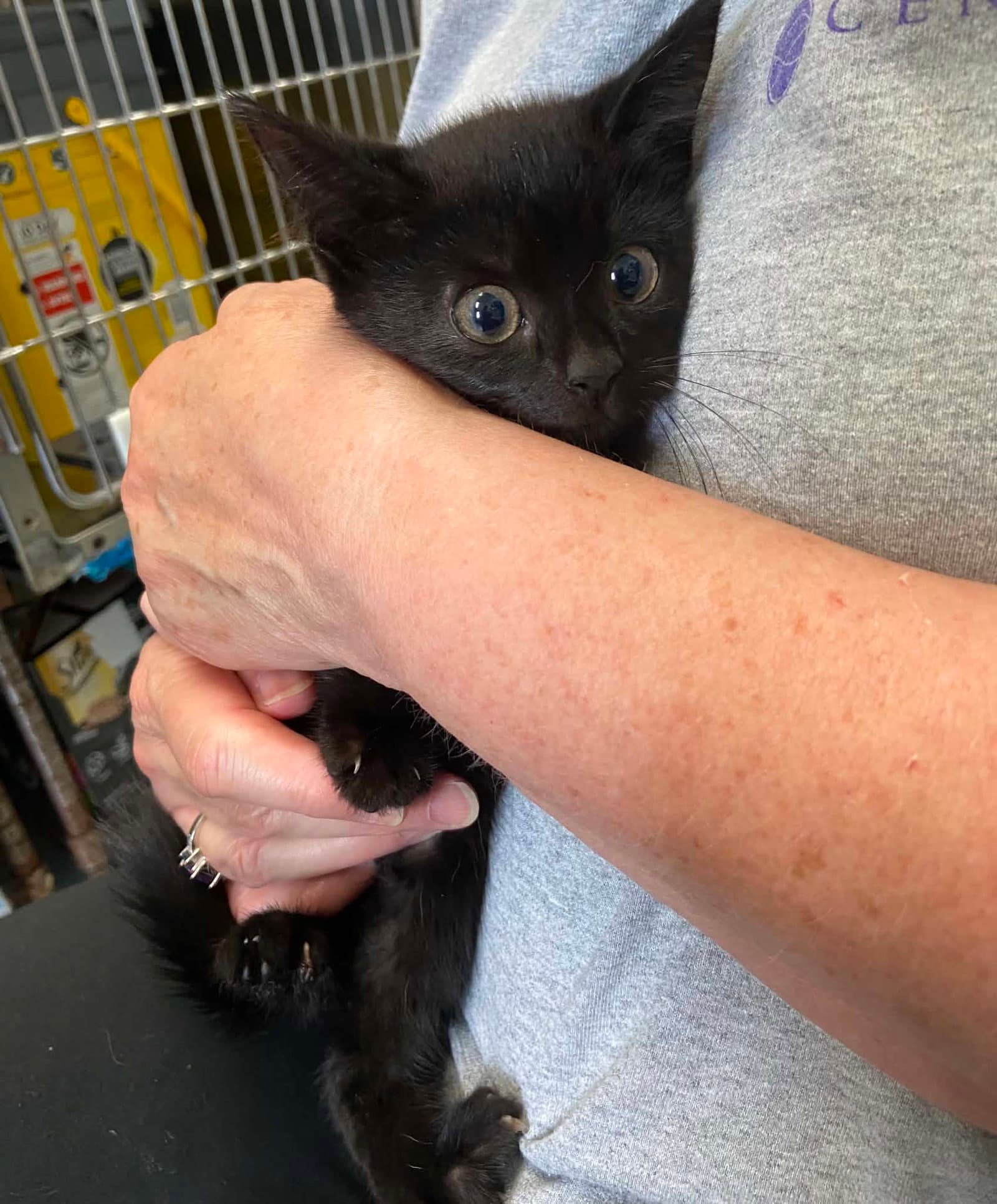 Callie - At shelter
