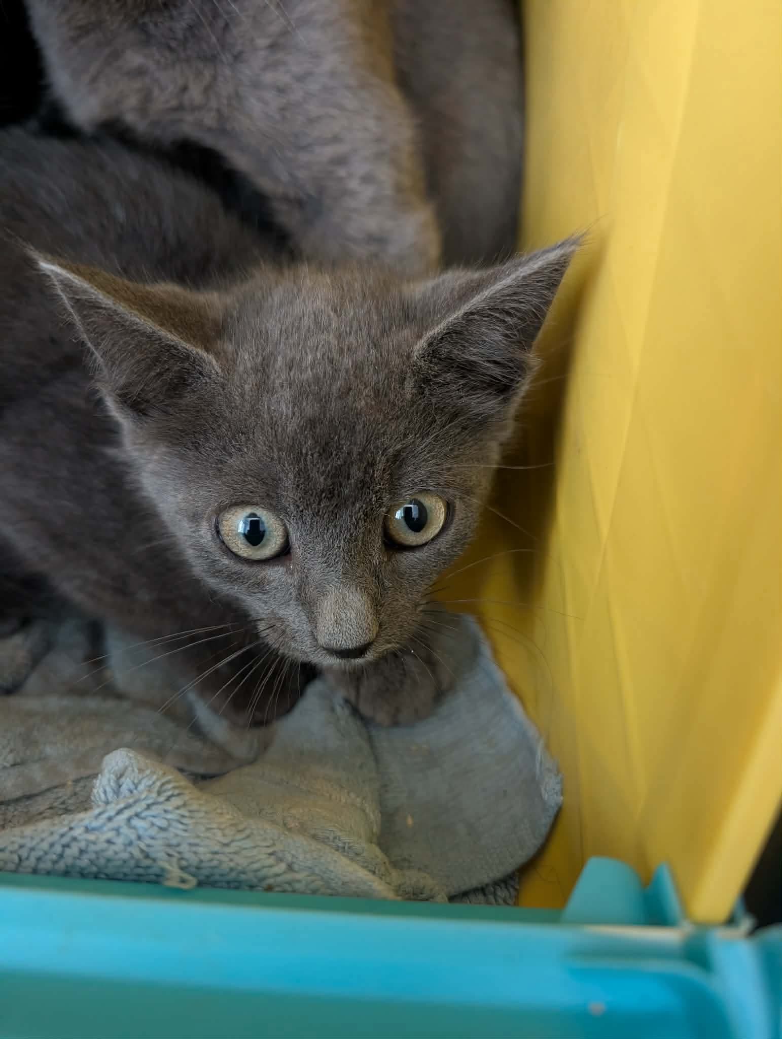 Beauregard - At shelter