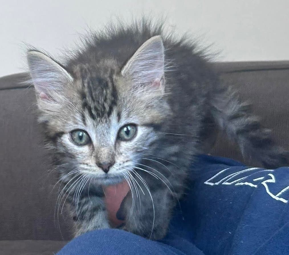 Dr Pepper - Not at shelter (AJ)