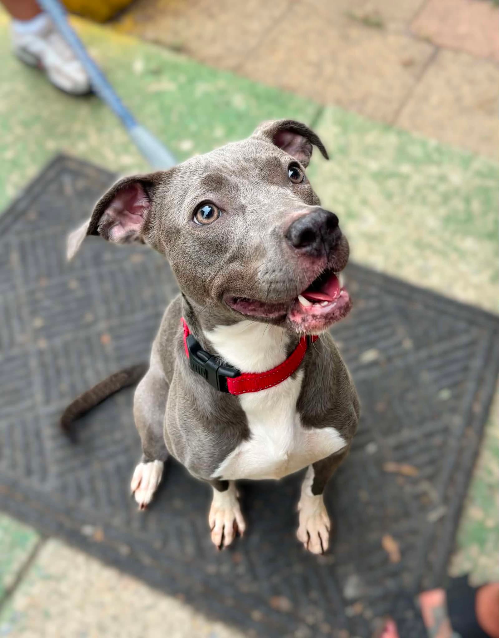 Honda: At shelter