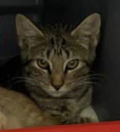 Butcher: Not at shelter (Kelsy)