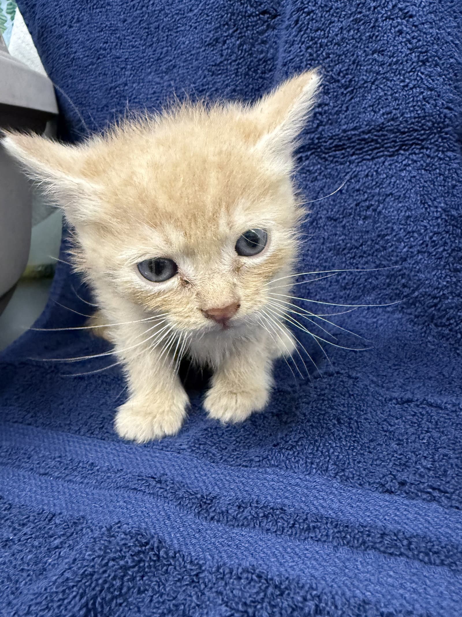 Rex- not at the shelter (Cybil)