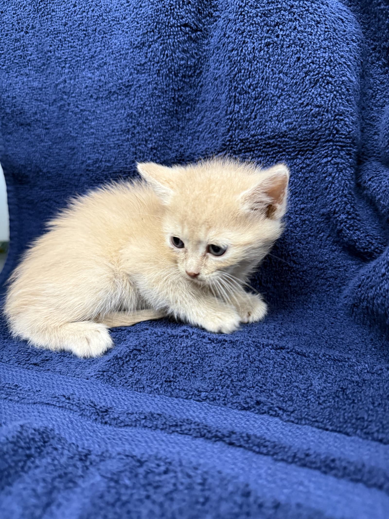 Buzz-not at the shelter (Cybil)