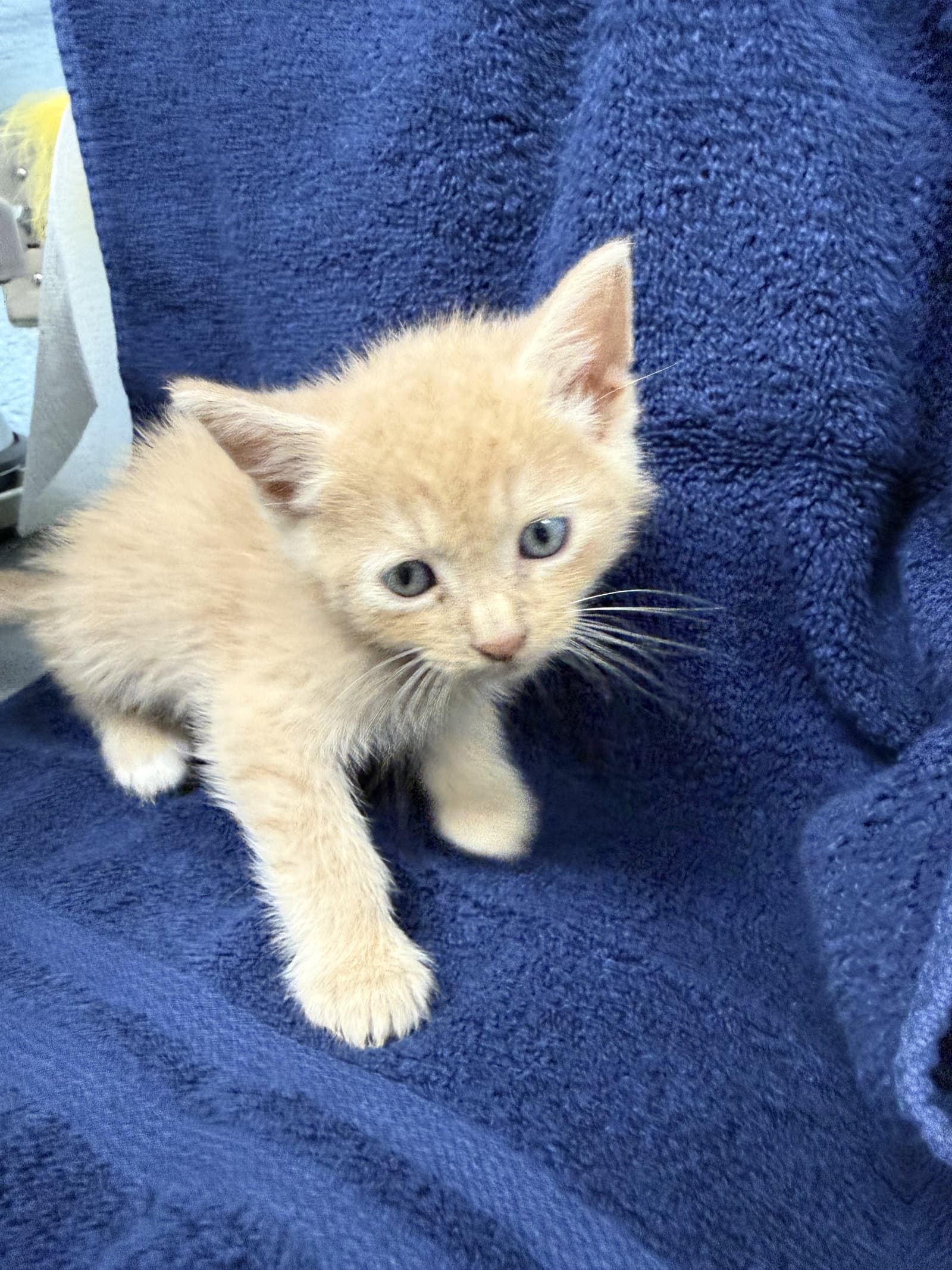 Woody-Not at the shelter (Cybil)