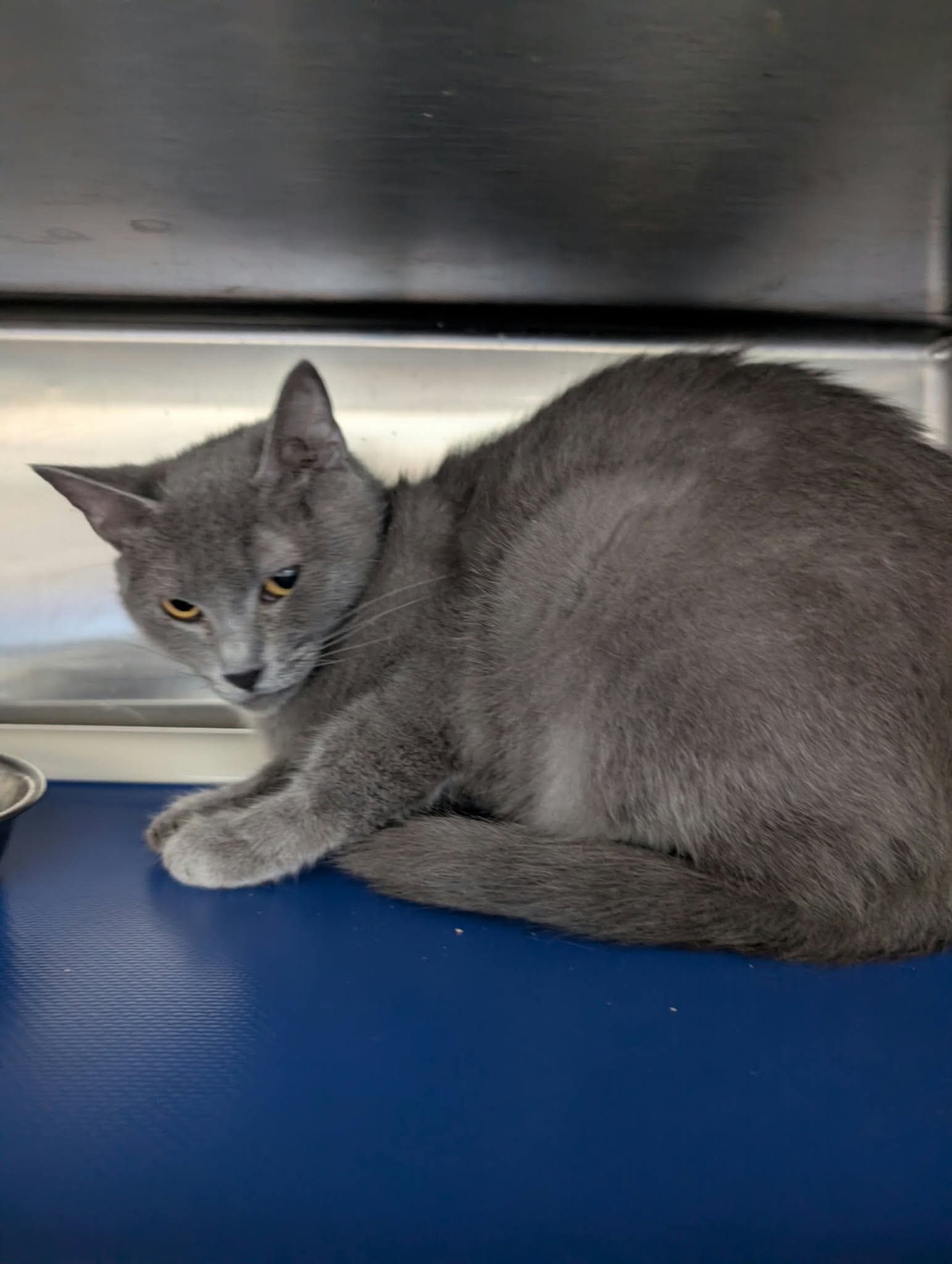 Stormy - At shelter