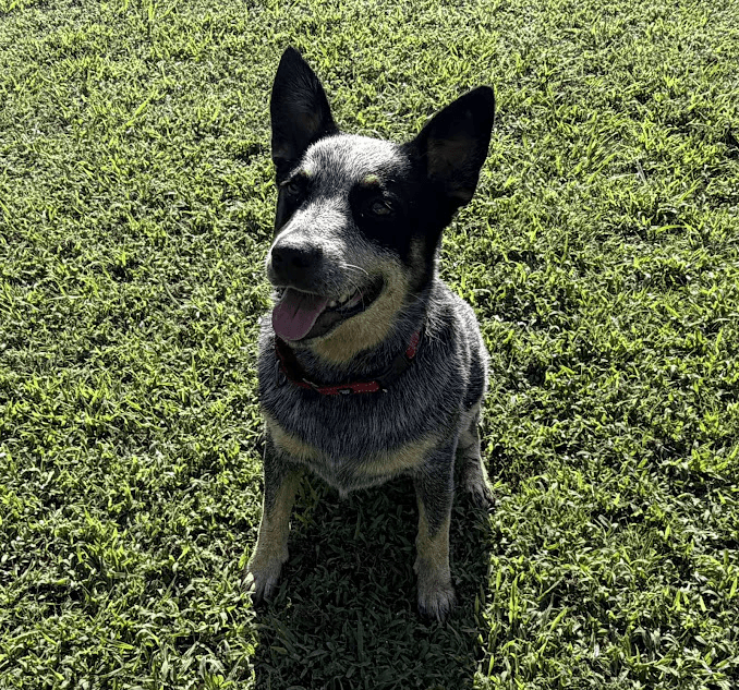 Bandit