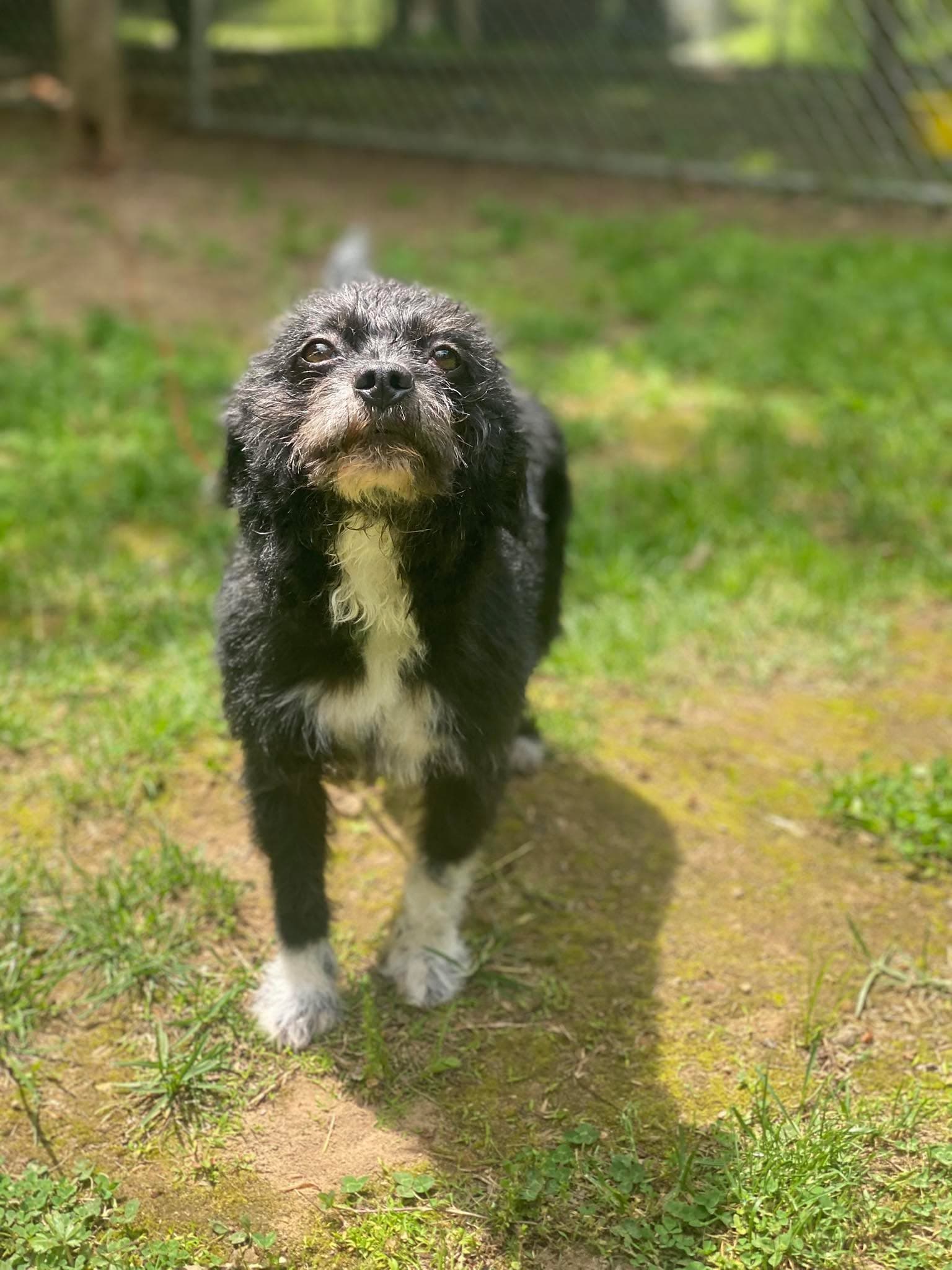 Oreo